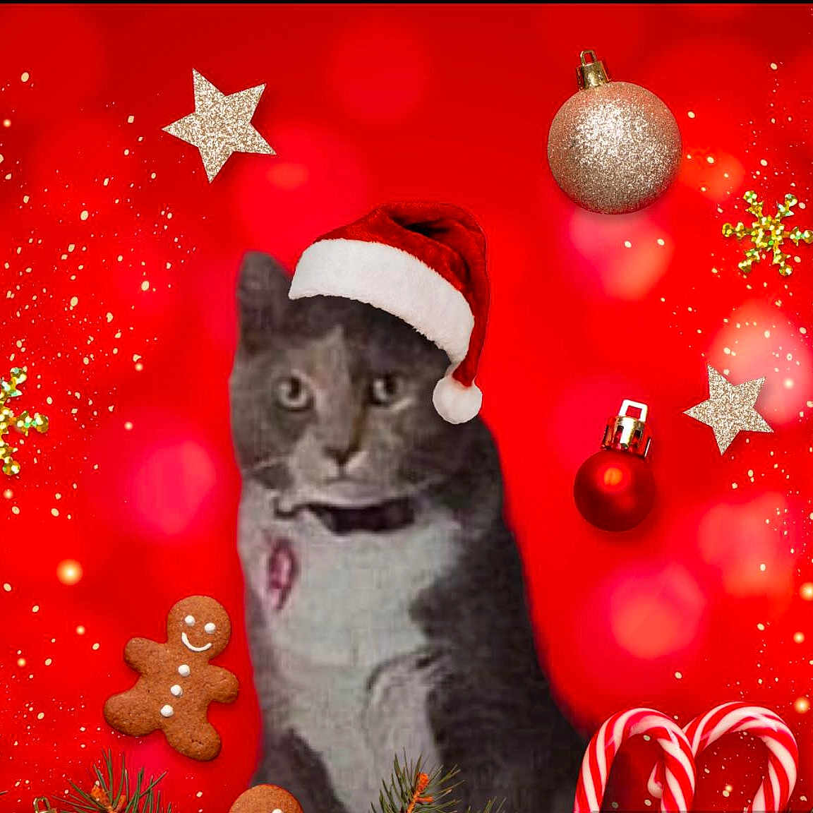 Zena is registered to the contest to win money with this photo: accessories, animal, bottle, cat, christmas, christmasdecorations, christmastree, cosmetics, elf, envelope, festival, food, glitter, greetingcard, kitten, mail, ornament, perfume, pet, sweets