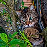 animal, background, branches, cat, close_up, curious, feline, garden, green_eyes, leaves, moss, nature, outdoor, paw, pet, playful, tabby, tree, wildlife, wood