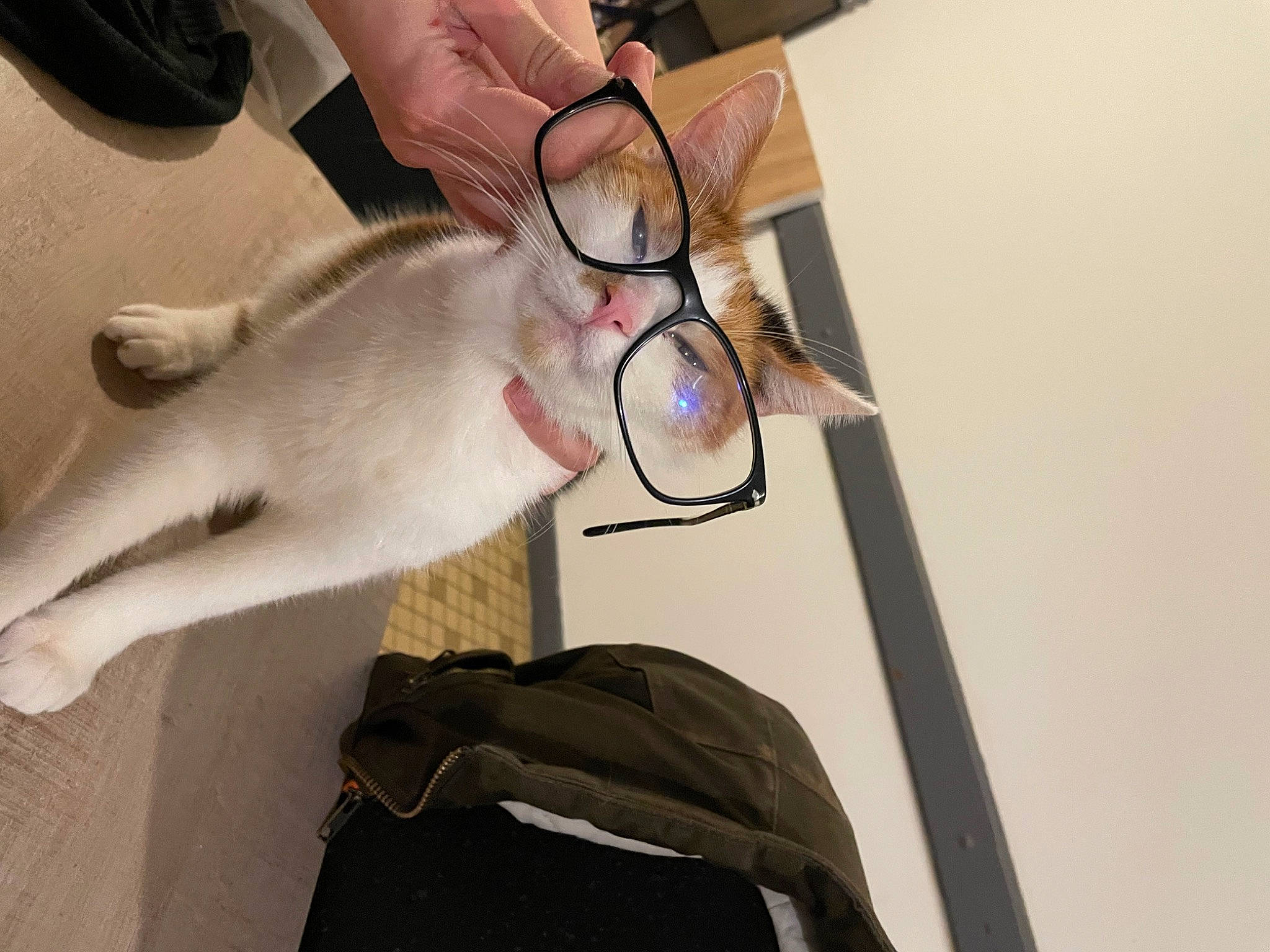 Arya a rejoint le concours — aidez-le/la à gagner de superbes lots ! carnivore, cat, comfort, companion_dog, dog_breed, ear, eyelash, eyewear, fawn, felidae, fur, gadget, glasses, nail, small_to_medium_sized_cats, sporting_group, tail, vision_care, whiskers, wood