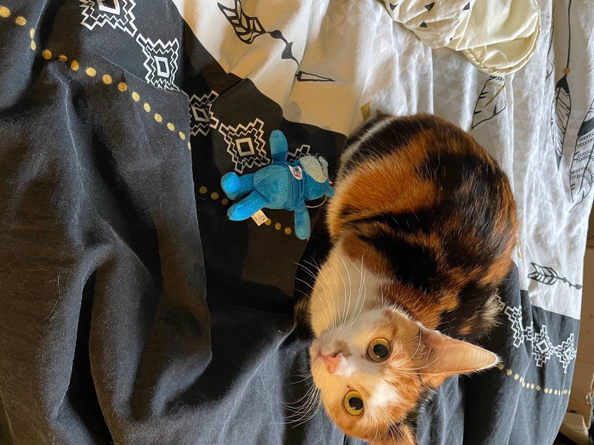 Arya a rejoint le concours — aidez-le/la à gagner de superbes lots ! canidae, carnivore, cat, claw, dog_breed, domestic_short_haired_cat, eye, fawn, felidae, fur, linens, rodent, sleeve, small_to_medium_sized_cats, sporting_group, stuffed_toy, tail, terrestrial_animal, toy, whiskers