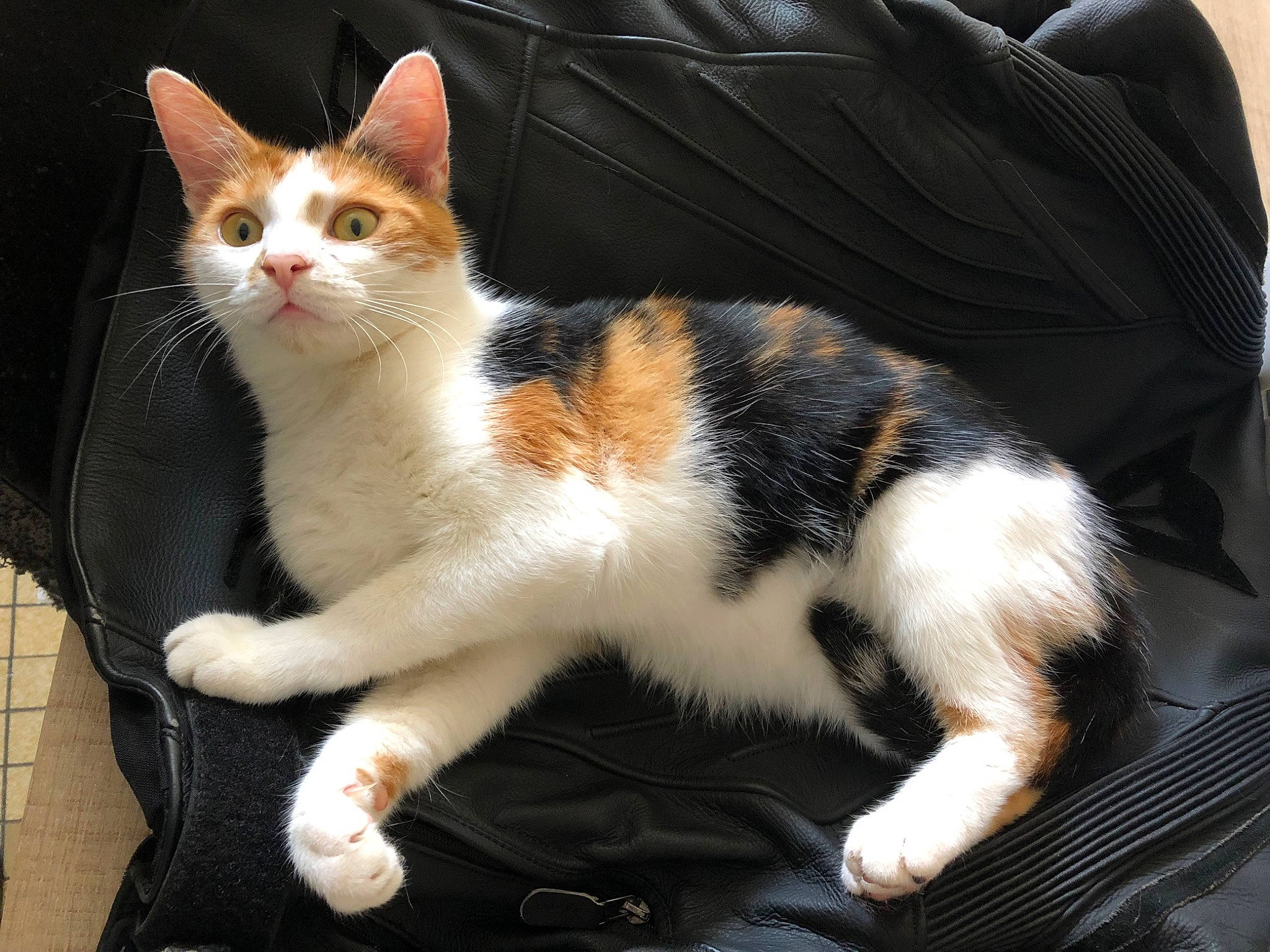 Arya a rejoint le concours — aidez-le/la à gagner de superbes lots ! carnivore, cat, claw, comfort, domestic_short_haired_cat, eye, fawn, felidae, foot, fur, head, human_leg, lap, paw, sitting, small_to_medium_sized_cats, snout, tail, tree, whiskers