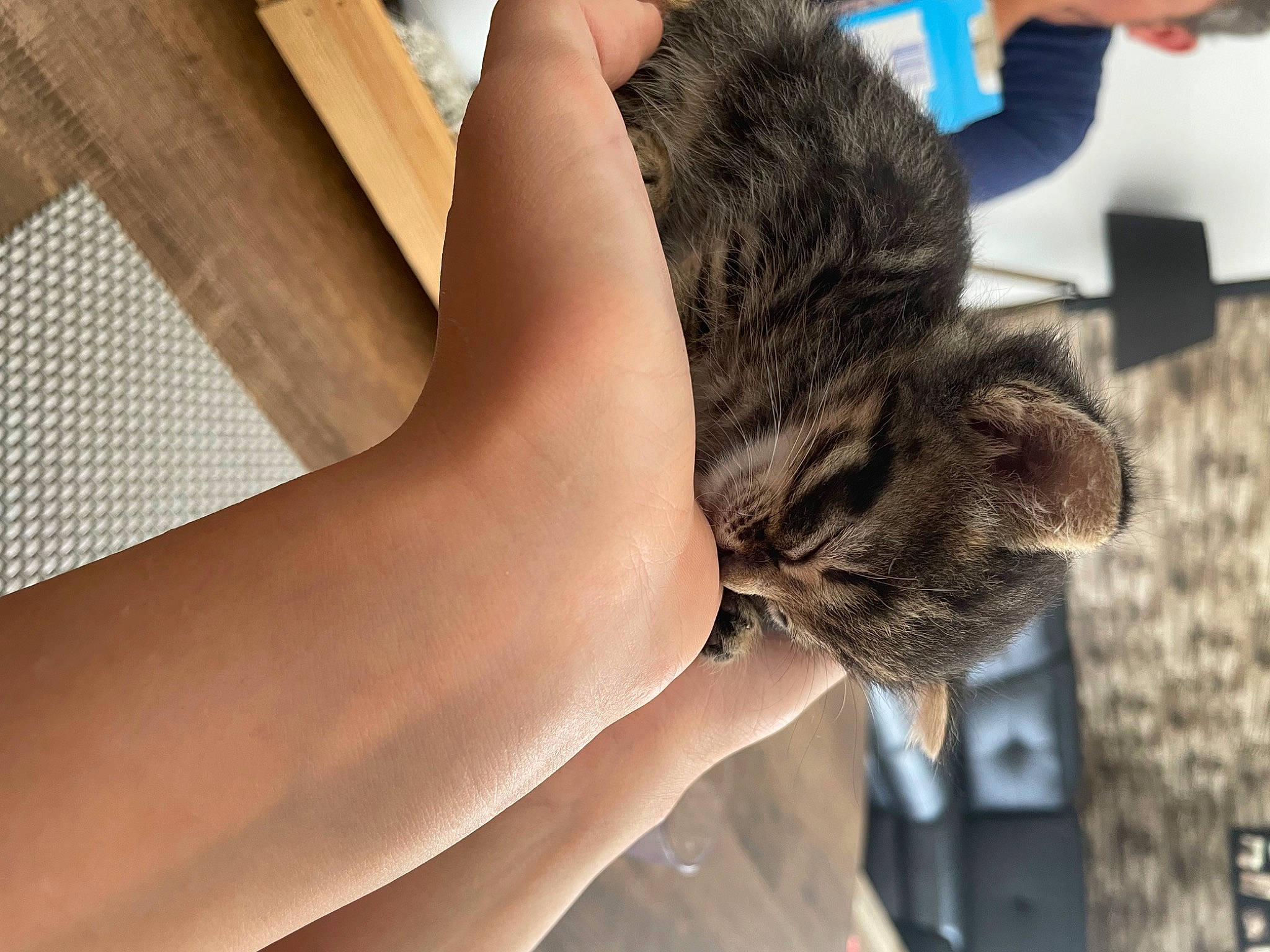 Bidule participe au concours pour gagner de l'argent avec cette photo : abdomen, cat, comfort, domestic_short_haired_cat, elbow, felidae, foot, gesture, hand, human_leg, knee, long_hair, mammal, nail, neck, small_to_medium_sized_cats, thigh, vertebrate, whiskers, wrist