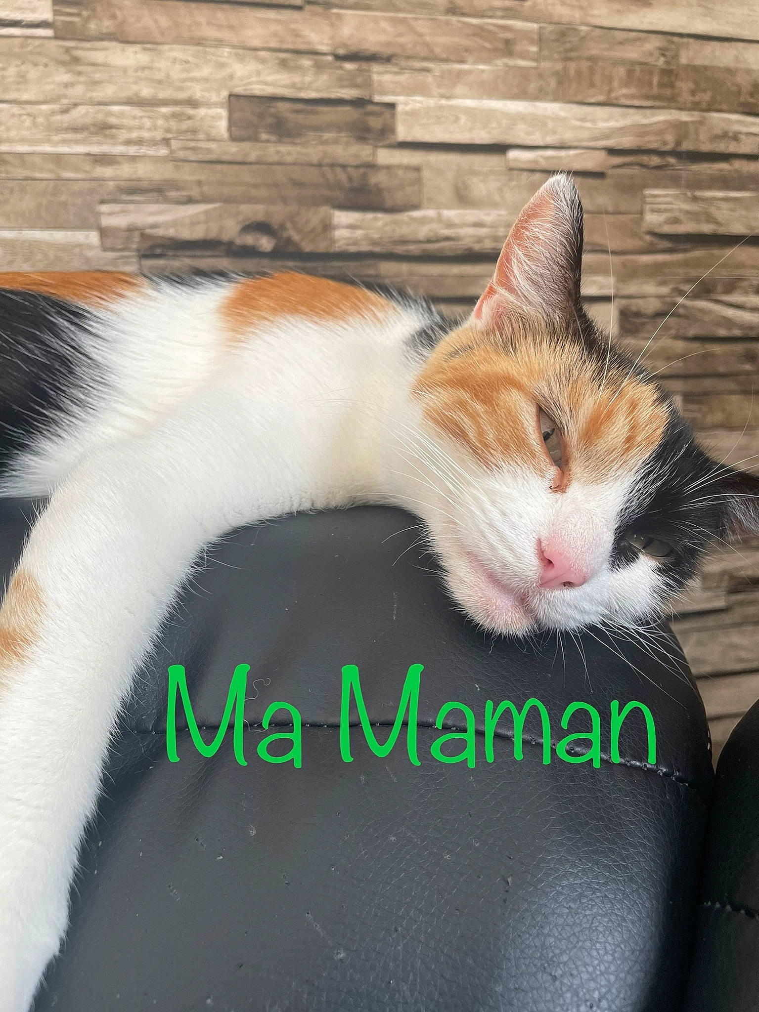 Bidule participe au concours pour gagner de l'argent avec cette photo : brickwork, carnivore, cat, comfort, domestic_short_haired_cat, eye, fawn, felidae, fur, gesture, grass, paw, plant, small_to_medium_sized_cats, snout, tail, tree, whiskers, window, wood