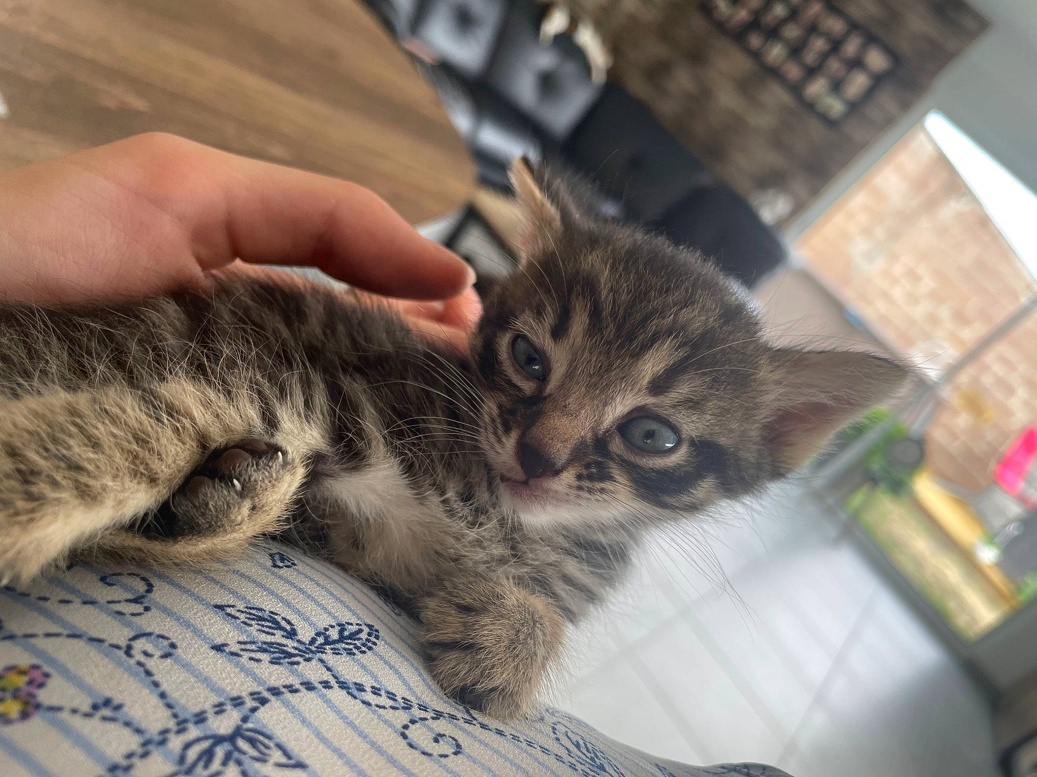 Bidule participe au concours pour gagner de l'argent avec cette photo : carnivore, cat, claw, domestic_short_haired_cat, felidae, fur, nail, paw, small_to_medium_sized_cats, snout, tail, whiskers