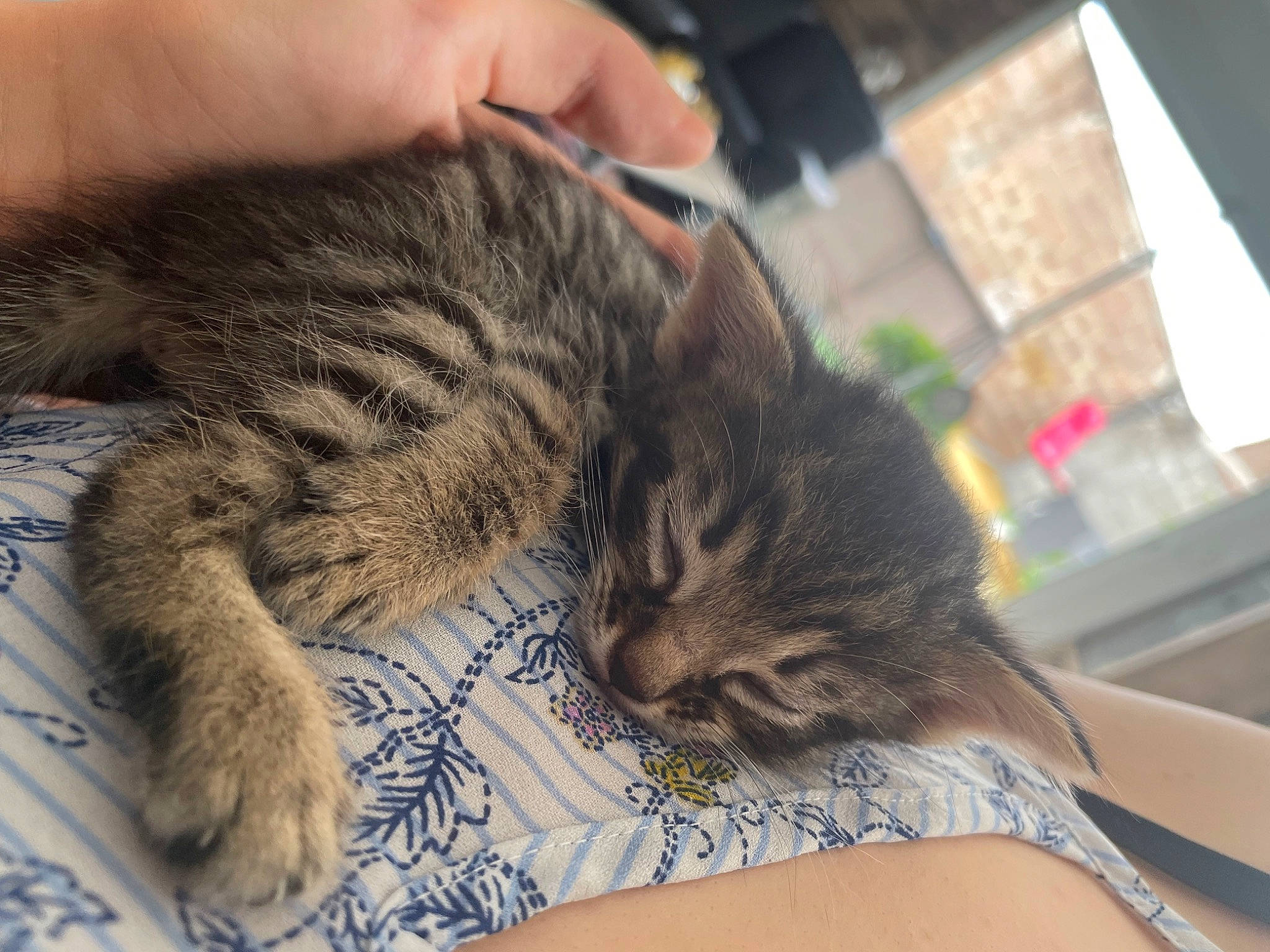 Bidule a rejoint le concours — aidez-le/la à gagner de superbes lots ! carnivore, cat, claw, comfort, domestic_short_haired_cat, ear, eye, fawn, felidae, fur, nail, nap, paw, sitting, sleep, small_to_medium_sized_cats, snout, terrestrial_animal, whiskers, wildlife