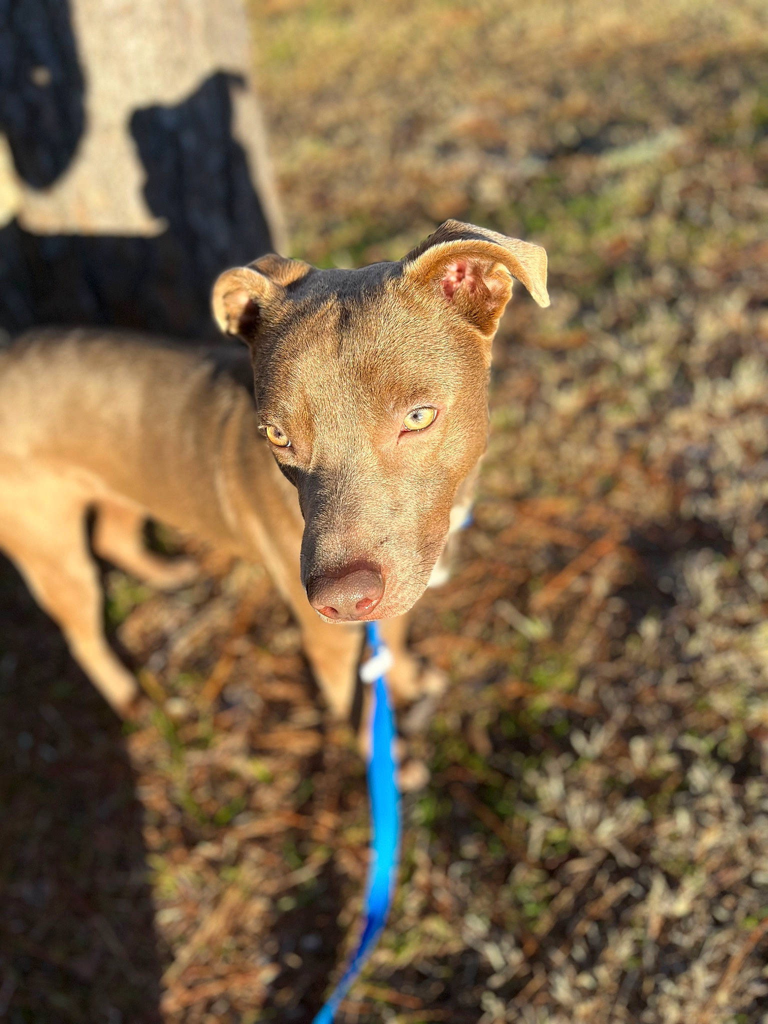 Winston is registered to the contest to win money with this photo: adventure, canidae, carnivore, collar, dog, dog_breed, dog_sports, electric_blue, eye, fawn, grass, landscape, rampur_greyhound, sighthound, snout, soil, sporting_group, terrestrial_animal, wildlife, working_animal