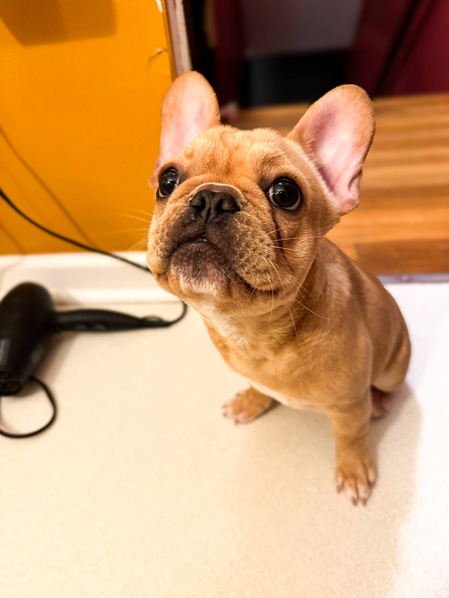 Millie is registered to the contest to win money with this photo: bulldog, canidae, carnivore, companion_dog, dog, dog_breed, dog_collar, ear, fawn, french_bulldog, hood, mouse, peripheral, snout, sporting_group, terrestrial_animal, toy_dog, whiskers, working_animal, wrinkle