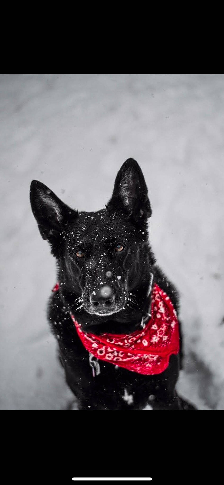 Midnyte joined the competition — help win amazing prizes! art, canidae, carnivore, collar, companion_dog, dog, dog_breed, dog_collar, felidae, fur, herding_dog, monochrome_photography, small_to_medium_sized_cats, snout, snow, sporting_group, tail, whiskers, winter, working_animal