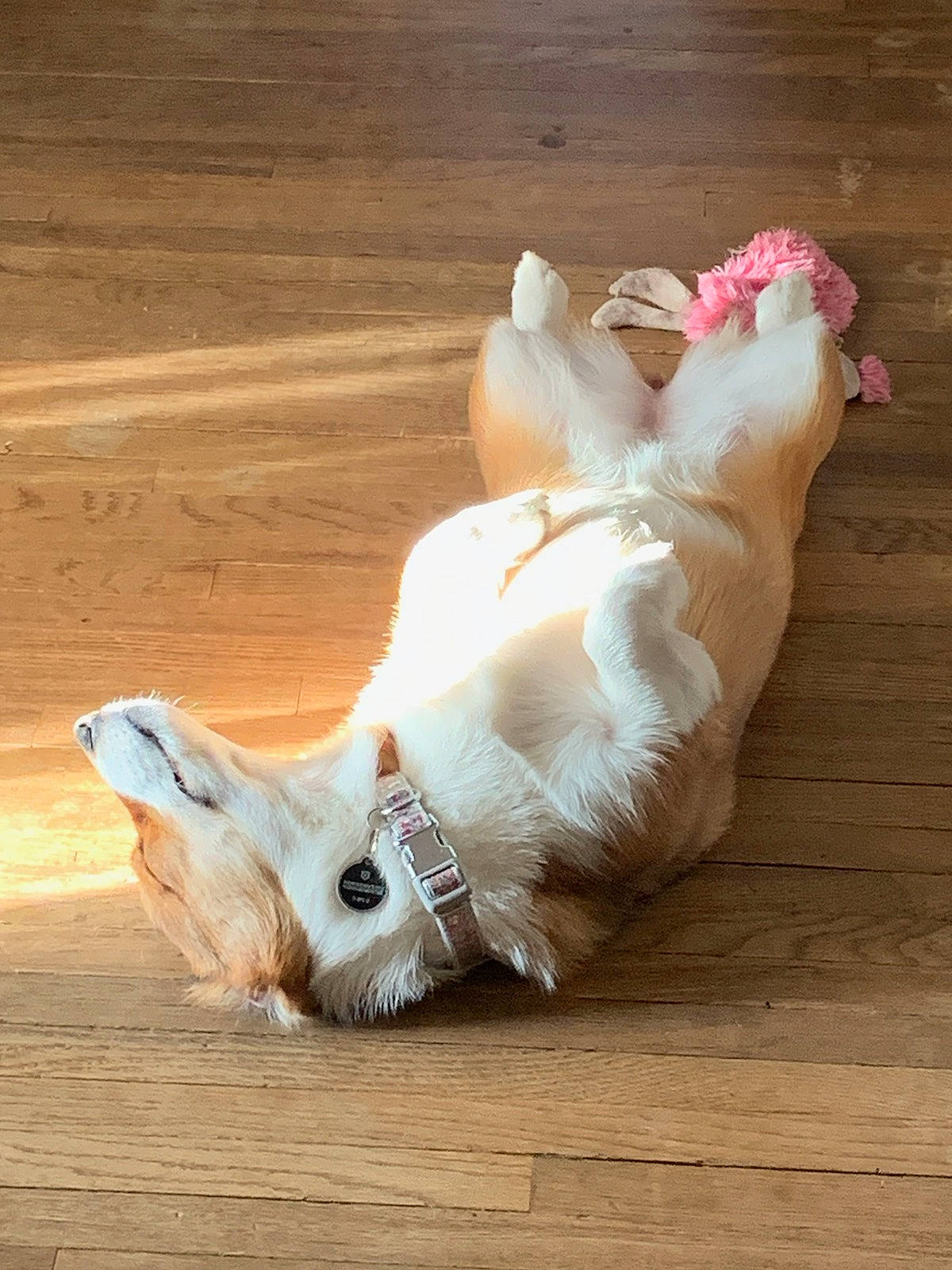 Remington joined the competition — help win amazing prizes! carnivore, claw, companion_dog, dog_breed, fawn, felidae, floor, flooring, foot, fur, hardwood, human_leg, paw, small_to_medium_sized_cats, snout, sporting_group, tail, toy, whiskers, wood