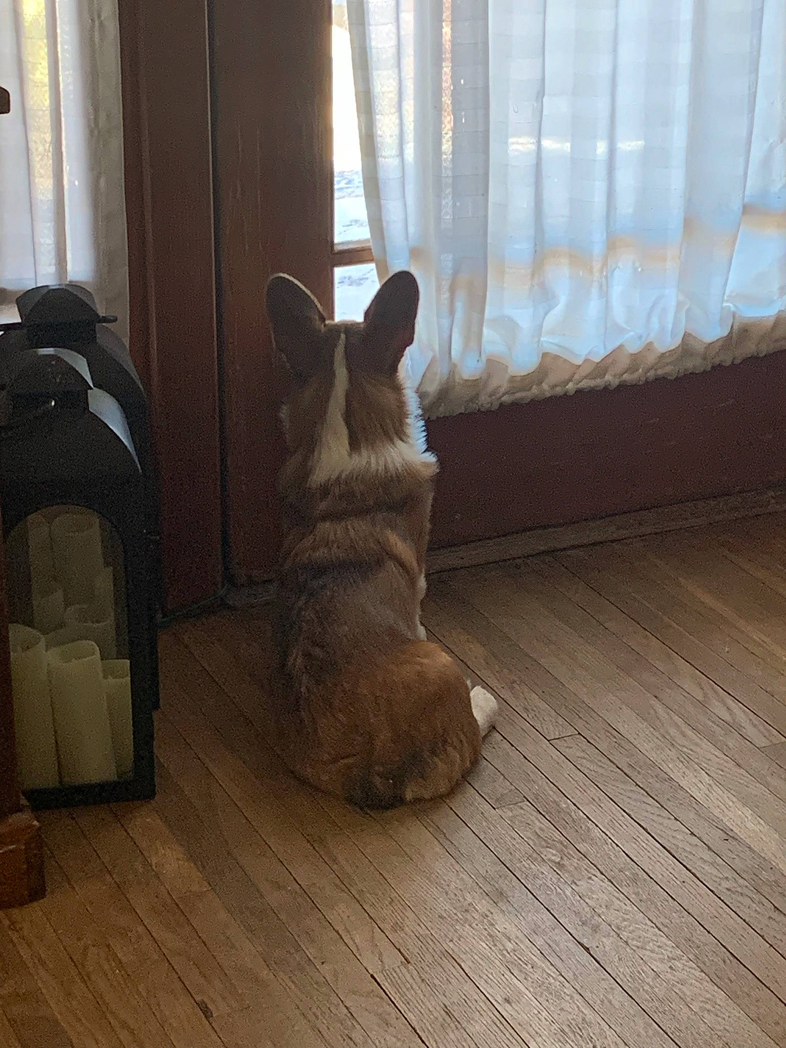 Remington joined the competition — help win amazing prizes! carnivore, comfort, companion_dog, curtain, dog, dog_breed, fawn, felidae, floor, flooring, hardwood, laminate_flooring, small_to_medium_sized_cats, tail, whiskers, window, window_treatment, wood, wood_flooring, wood_stain