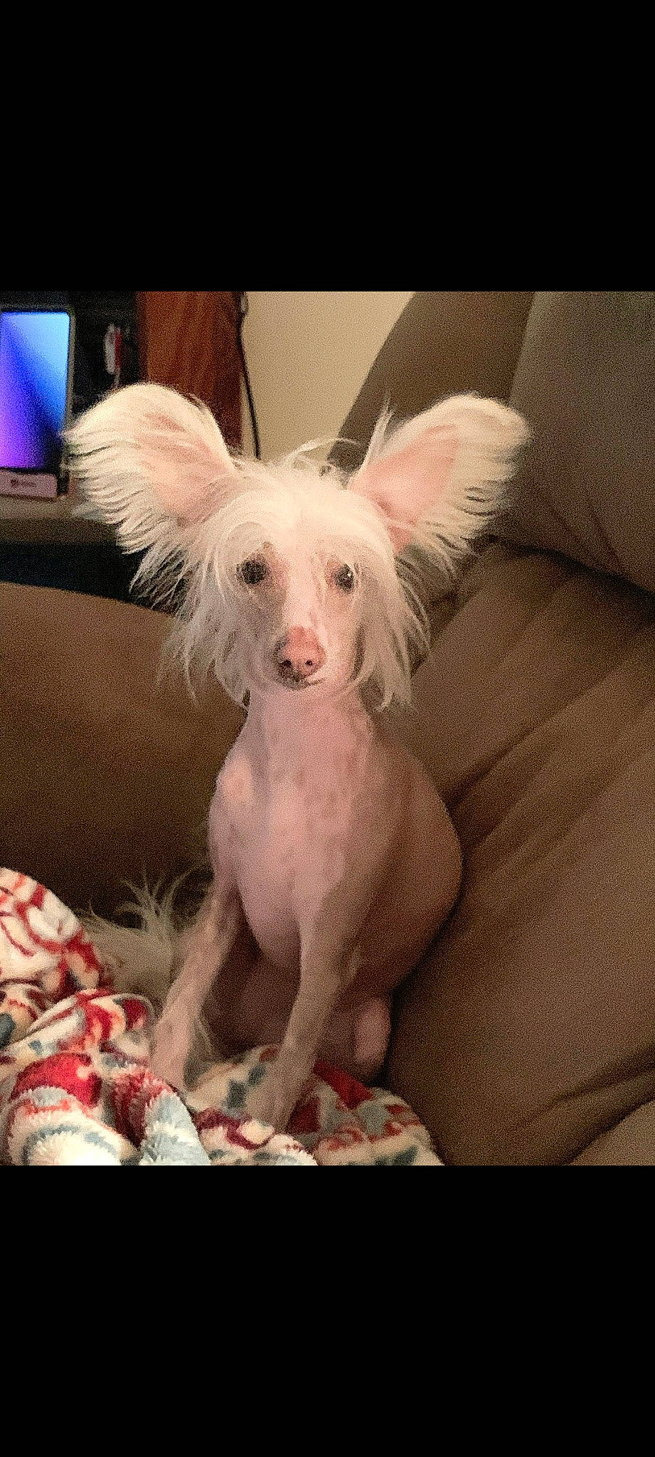 Nudie is registered to the contest to win money with this photo: canidae, carnivore, comfort, companion_dog, dog, dog_breed, dog_supply, ear, eye, fawn, fur, non_sporting_group, snout, sporting_group, tail, television, terrestrial_animal, toy_dog, whiskers, working_animal