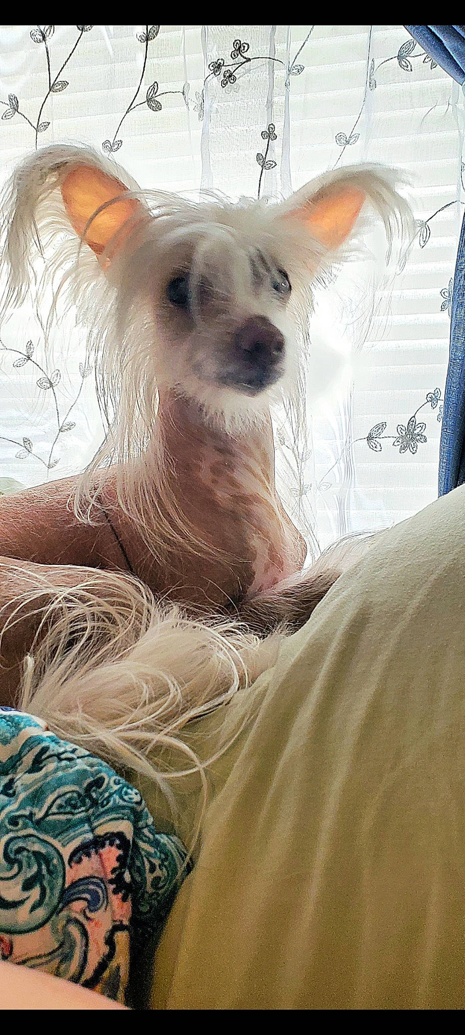 Nudie joined the competition — help win amazing prizes! canidae, carnivore, comfort, companion_dog, dog, dog_breed, eyelash, fawn, fur, pattern, snout, terrestrial_animal, toy_dog, whiskers, working_animal