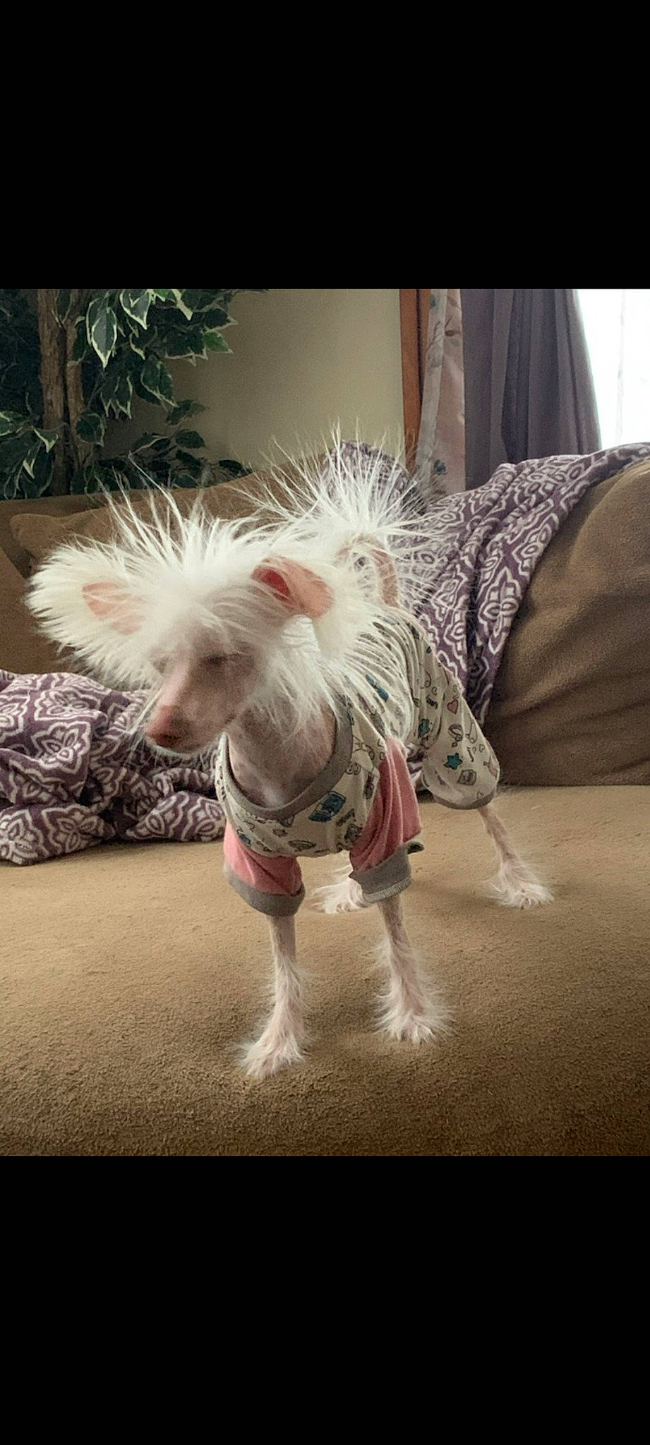 Nudie is registered to the contest to win money with this photo: canidae, companion_dog, dog, dog_breed, dog_supply, event, fawn, flooring, fur, happy, photography, plant, sky, small_terrier, tail, toy_dog