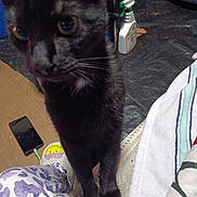 Boo Boo is registered to the contest to win money with this photo: black_cat, cat, close_up, curious, face, feline, golden_eyes, gray_fur, household, indoor, patterned_fabric, paws, pet, phone, photography, portrait, spray_bottle, standing, towel, whiskers