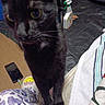 black_cat, cat, close_up, curious, face, feline, golden_eyes, gray_fur, household, indoor, patterned_fabric, paws, pet, phone, photography, portrait, spray_bottle, standing, towel, whiskers