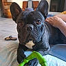 blanket, brown_eyes, comfort, couch, dog, domestic, ears, french_bulldog, fur, furniture, green_toy, hand, indoor, living_room, looking_at_camera, paw, pet, relaxed, slipper, toy
