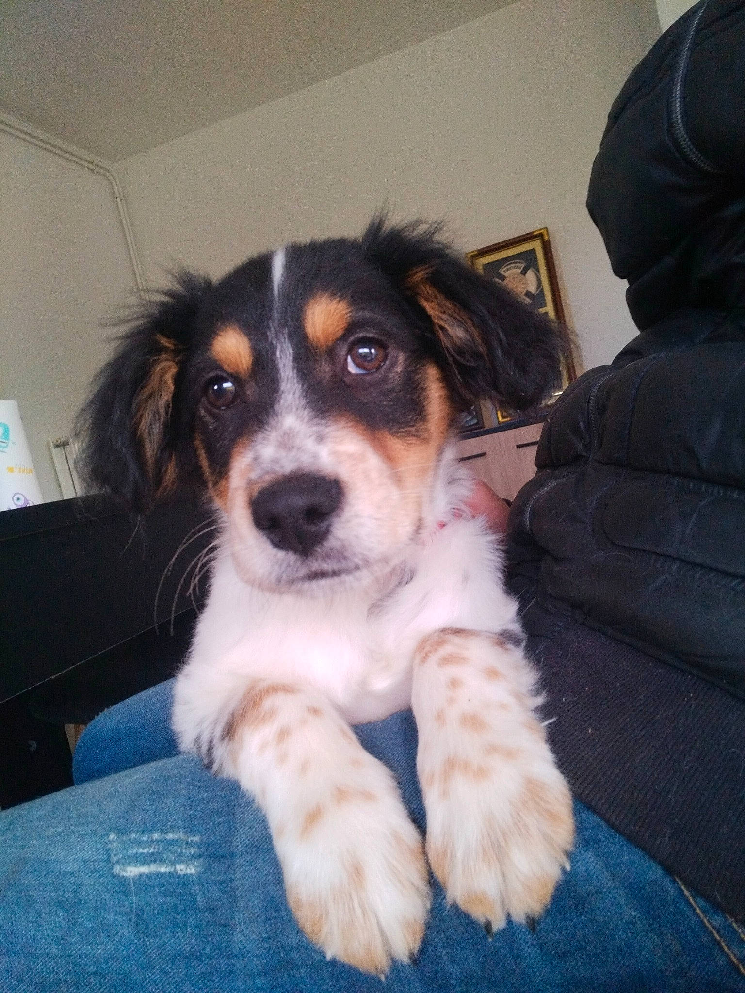 Snoopy participe au concours pour gagner de l'argent avec cette photo : ball, canidae, carnivore, companion_dog, dog, dog_breed, fur, herding_dog, puppy, sleeper_chair, snout, sporting_group, terrestrial_animal, whiskers, working_animal, working_dog