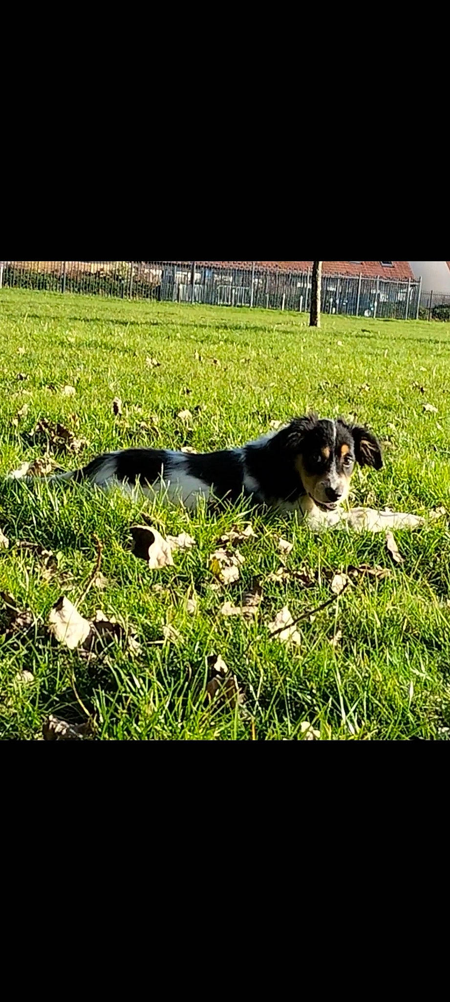 Snoopy participe au concours pour gagner de l'argent avec cette photo : carnivore, companion_dog, dog, dog_breed, field, flooring, grass, grass_family, grassland, happy, lawn, pasture, people_in_nature, plant, rectangle, shadow, soil, sporting_group, sunlight, tints_and_shades