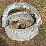 cat, tabby, sleeping, concrete, basket, outdoor, sunlight, grass, dirt, nature, rustic, pet, animal, relaxing, feline, resting, garden, daylight, closeup, peaceful