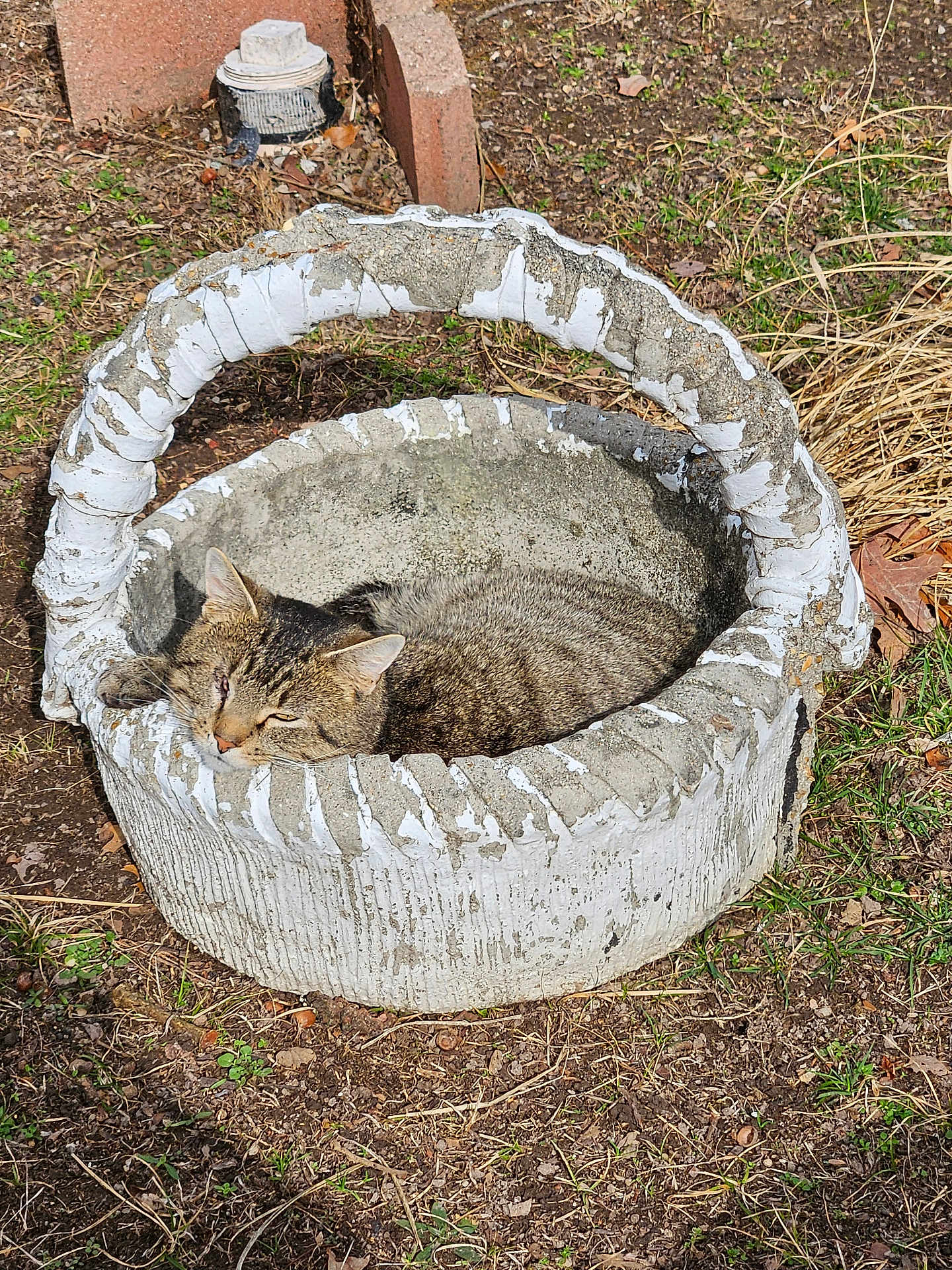 Bubby is registered to the contest to win money with this photo: cat, tabby, sleeping, concrete, basket, outdoor, sunlight, grass, dirt, nature, rustic, pet, animal, relaxing, feline, resting, garden, daylight, closeup, peaceful