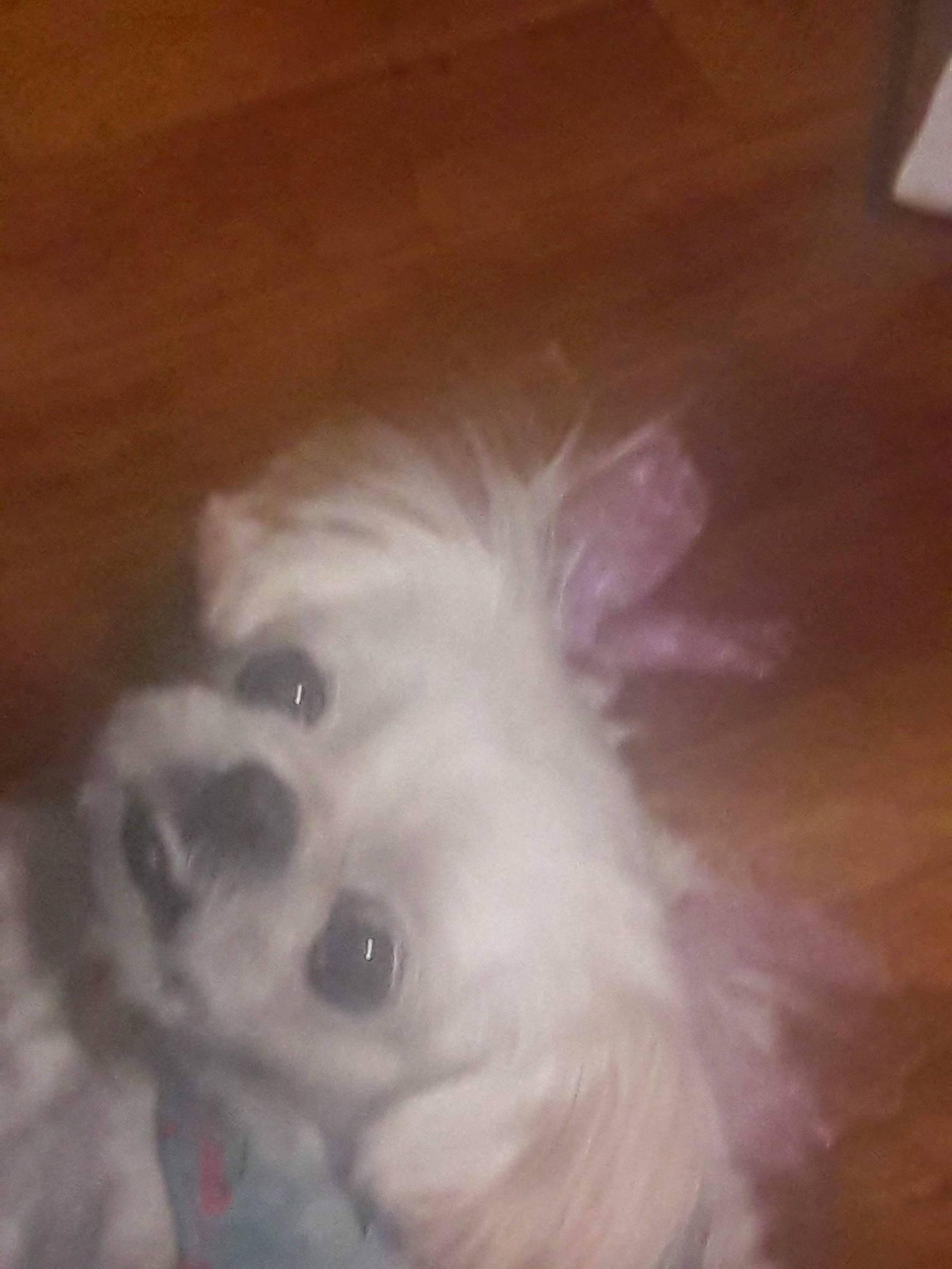 Minky joined the competition — help win amazing prizes! bichon, bolonka, canidae, carnivore, companion_dog, dog, dog_breed, ear, eye, fawn, maltese, mammal, non_sporting_group, nose, pekingese, pomeranian, puppy, shih_tzu, sporting_group, toy_dog