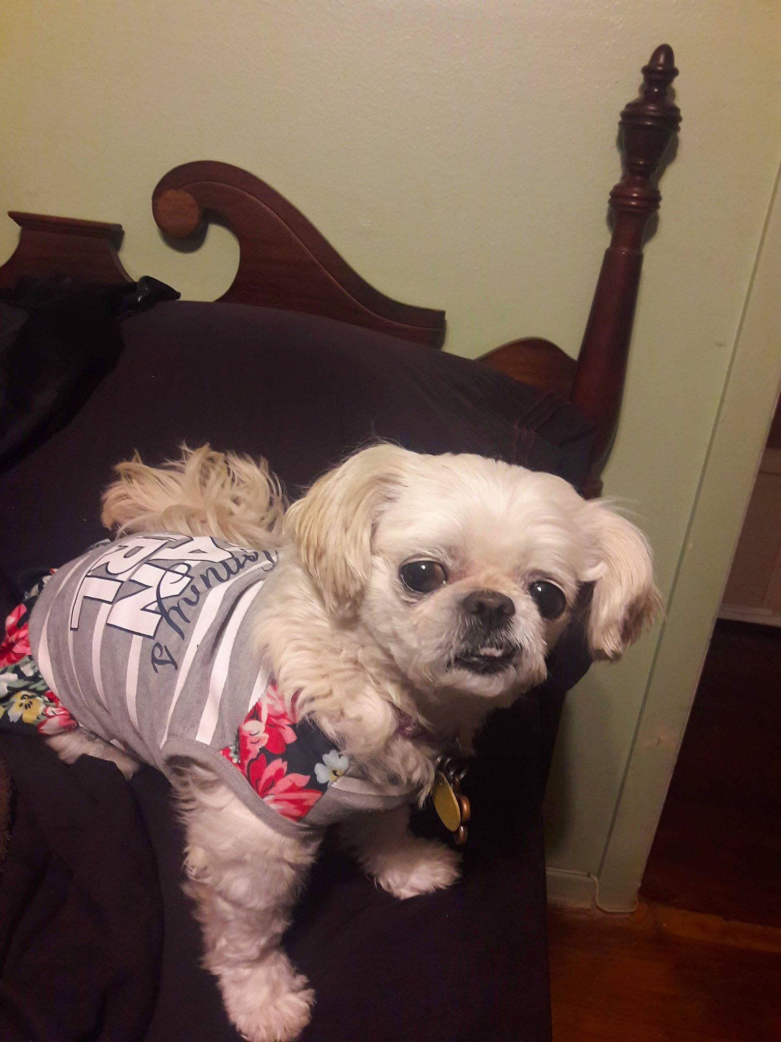 Minky joined the competition — help win amazing prizes! canidae, carnivore, chinese_imperial_dog, companion_dog, dog, dog_breed, dog_clothes, fur, lhasa_apso, maltese, morkie, non_sporting_group, pekapoo, pekingese, puppy, shih_tzu, snout, sporting_group, tibetan_spaniel, toy_dog