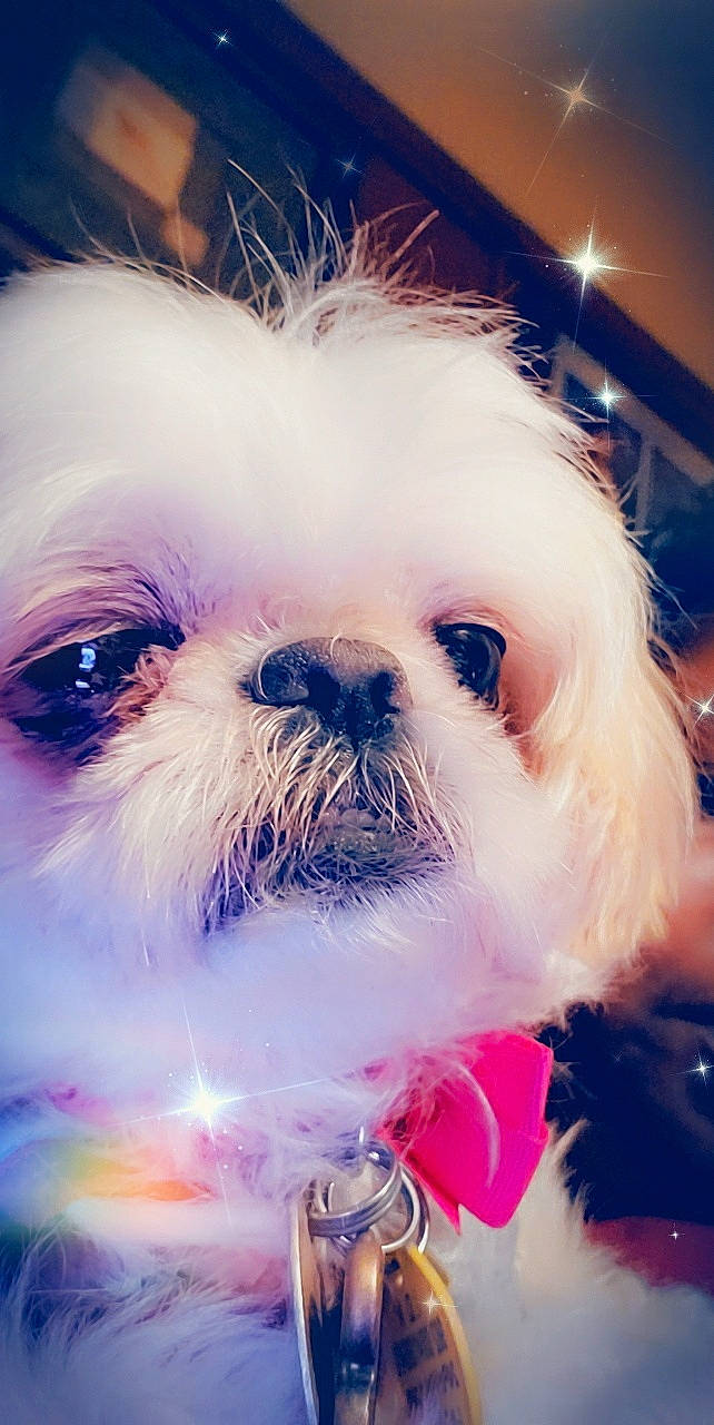 Minky joined the competition — help win amazing prizes! canidae, carnivore, chinese_imperial_dog, companion_dog, dog, dog_breed, ear, eye, fur, maltepoo, mammal, non_sporting_group, puppy, puppy_love, rare_breed_dog, shih_tzu, snout, toy_dog, whiskers