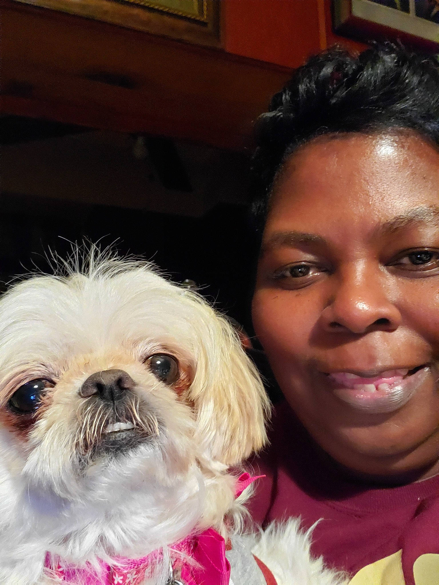 Minky is registered to the contest to win money with this photo: canidae, carnivore, chinese_imperial_dog, companion_dog, dog, dog_breed, eye, eyebrow, face, hair, head, maltepoo, nose, puppy_love, schnoodle, selfie, shih_tzu, skin, smile, snout