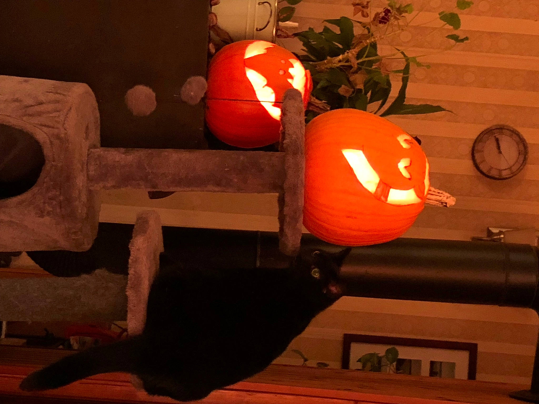 Luna a rejoint le concours — aidez-le/la à gagner de superbes lots ! art, automotive_tire, calabaza, carmine, gas, heat, helmet, orange, personal_protective_equipment, plant, pumpkin, rolling, room, still_life_photography, tints_and_shades, tire, tree, wheel, winter_squash, wood