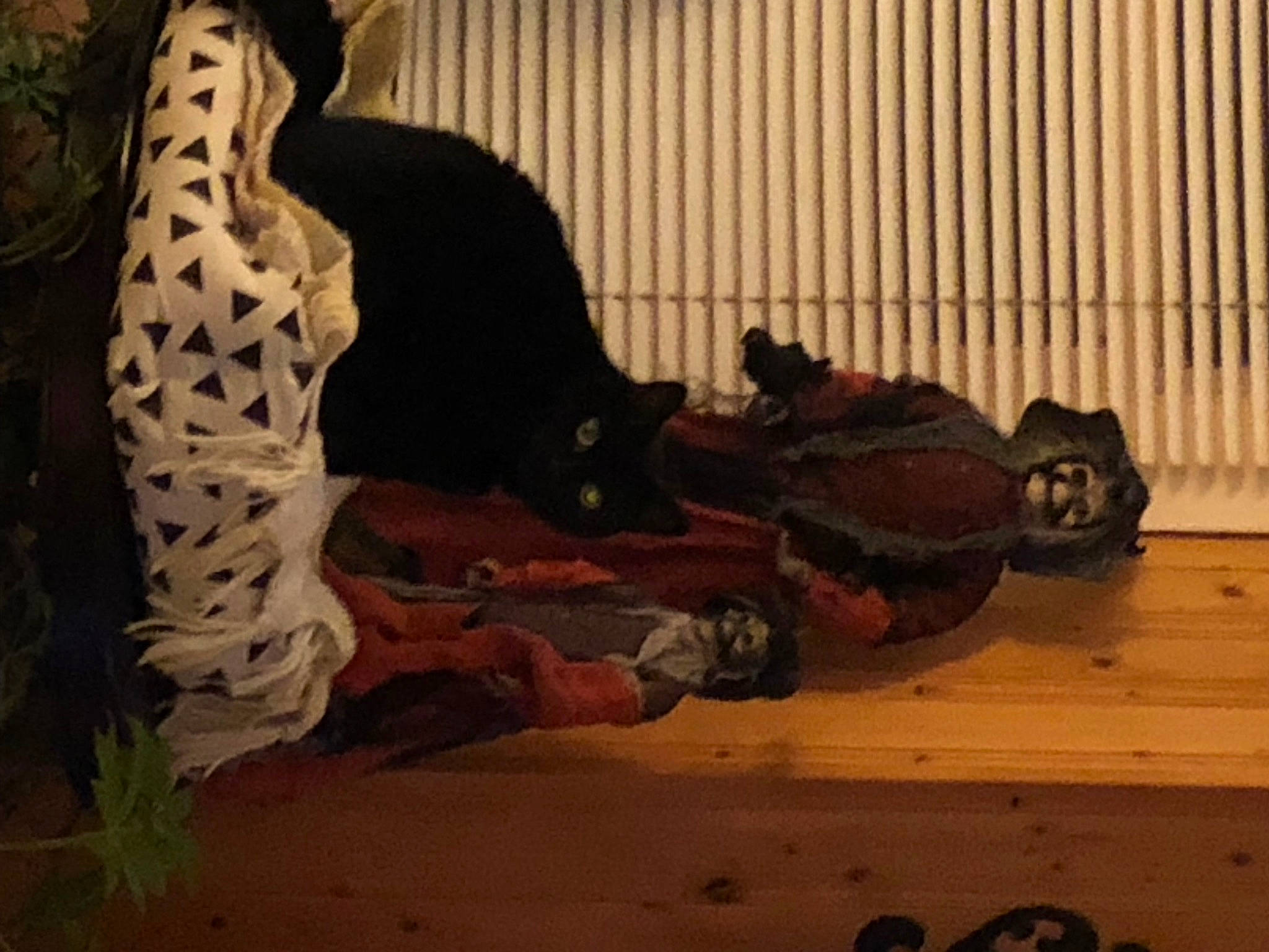 Luna a rejoint le concours — aidez-le/la à gagner de superbes lots ! art, big_cats, carnivore, darkness, event, fawn, felidae, flesh, flooring, fur, room, shadow, sitting, small_to_medium_sized_cats, snout, tail, terrestrial_animal, visual_arts, whiskers, wood