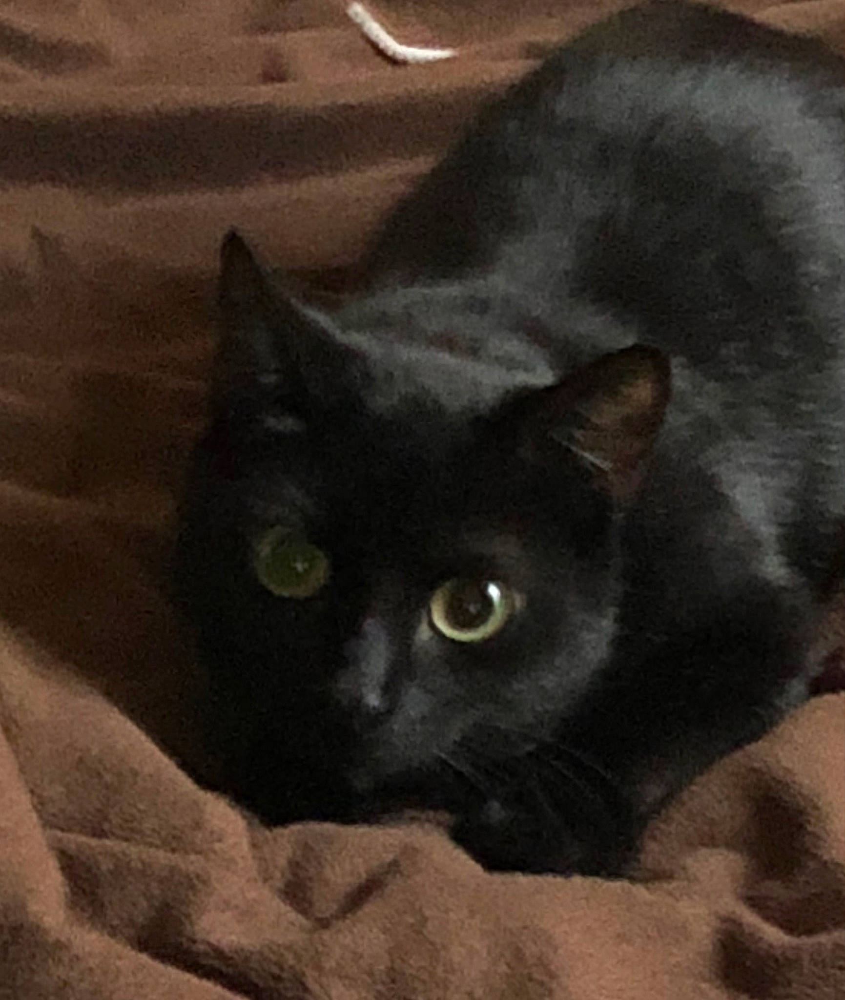 Luna joined the competition — help win amazing prizes! black_cat, bombay, carnivore, cat, comfort, domestic_short_haired_cat, felidae, fur, grey, small_to_medium_sized_cats, snout, terrestrial_animal, whiskers