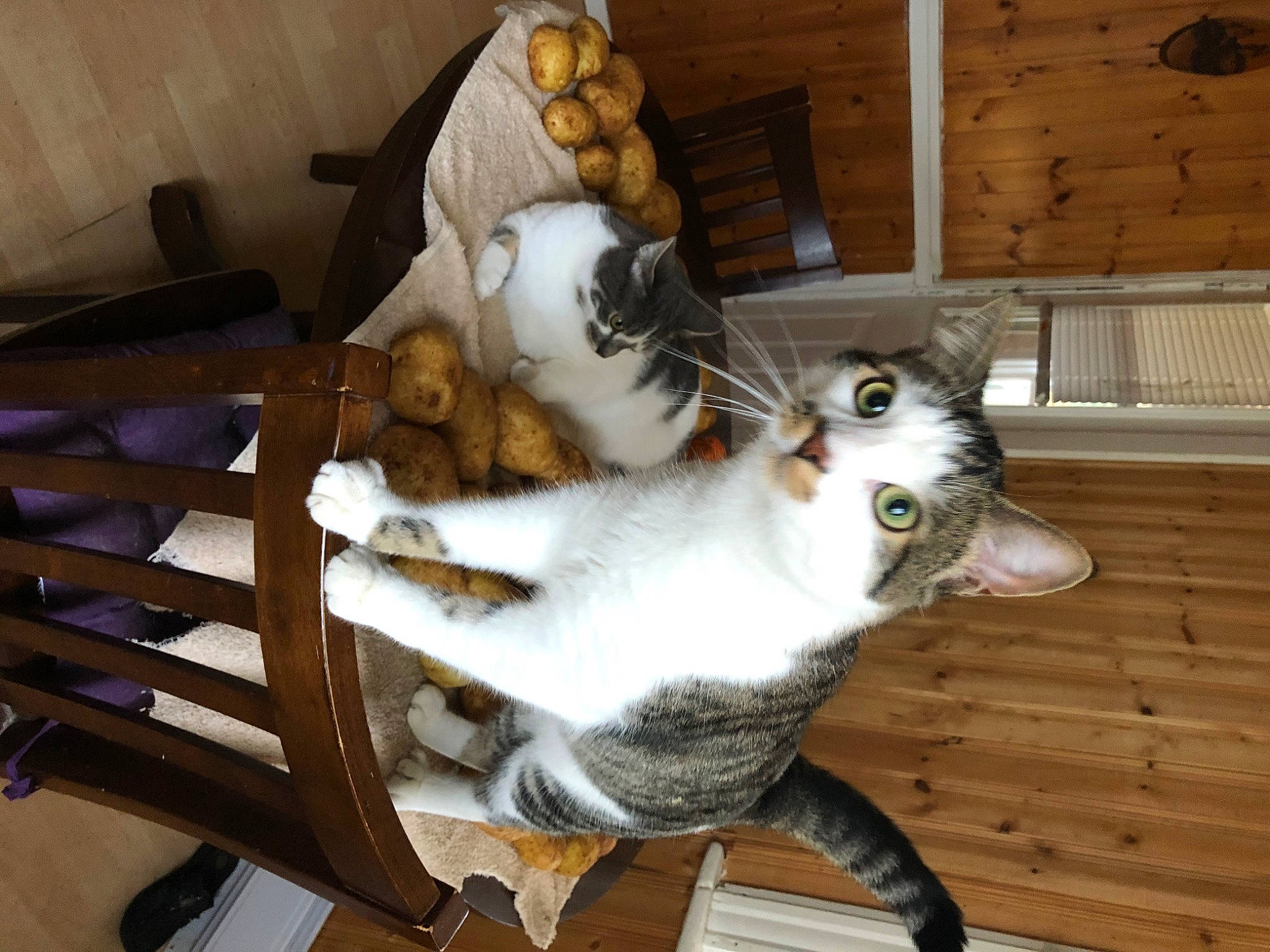 Baby participe au concours pour gagner de l'argent avec cette photo : carnivore, cat, claw, comfort, domestic_short_haired_cat, felidae, flooring, fur, hardwood, paw, room, small_to_medium_sized_cats, snout, tail, whiskers, wood