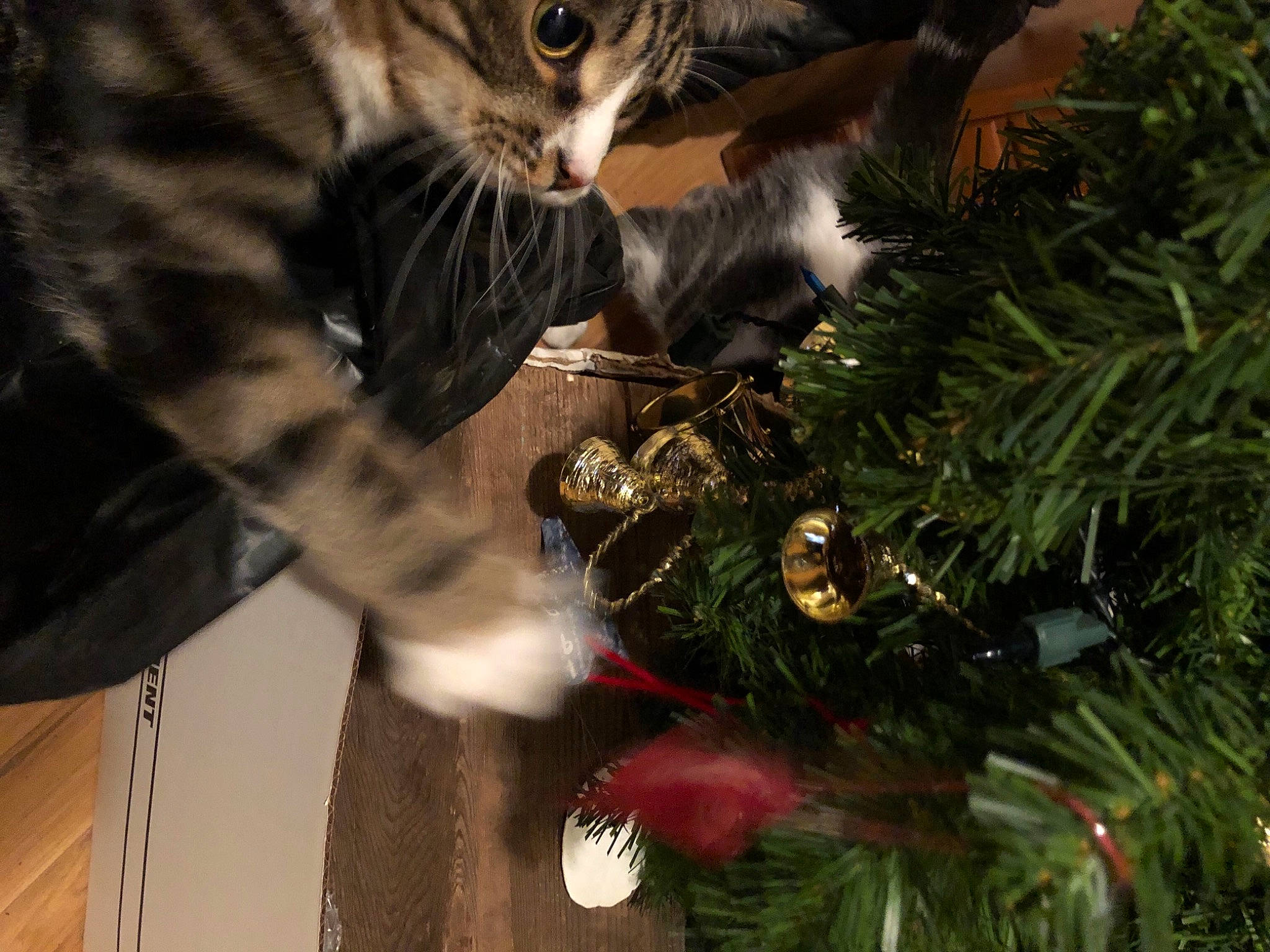 Tiger Stripes is registered to the contest to win money with this photo: branch, cat, christmas, christmas_decoration, christmas_ornament, christmas_tree, conifer, event, evergreen, felidae, grass, holiday, holiday_ornament, light, ornament, plant, small_to_medium_sized_cats, toy, tree, whiskers
