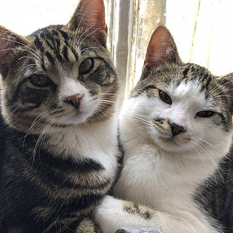 Tiger Stripes is registered to the contest to win money with this photo: carnivore, cat, domestic_short_haired_cat, felidae, fur, paw, small_to_medium_sized_cats, snout, terrestrial_animal, tree, whiskers, window