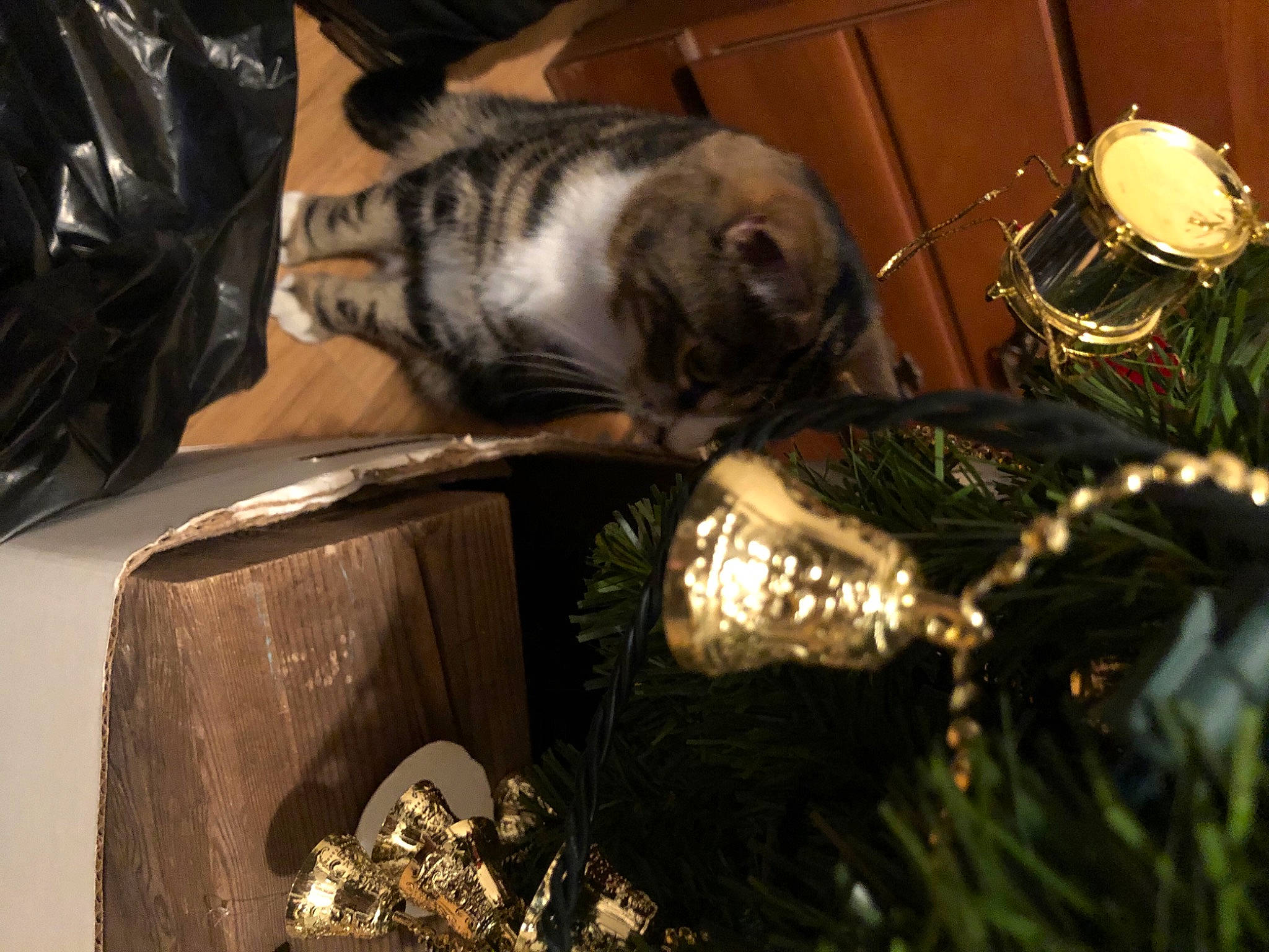 Tiger Stripes is registered to the contest to win money with this photo: carnivore, cat, christmas_decoration, christmas_ornament, christmas_tree, comfort, conifer, dog_breed, domestic_short_haired_cat, event, felidae, fur, holiday, holiday_ornament, ornament, small_to_medium_sized_cats, tail, tree, whiskers, wood