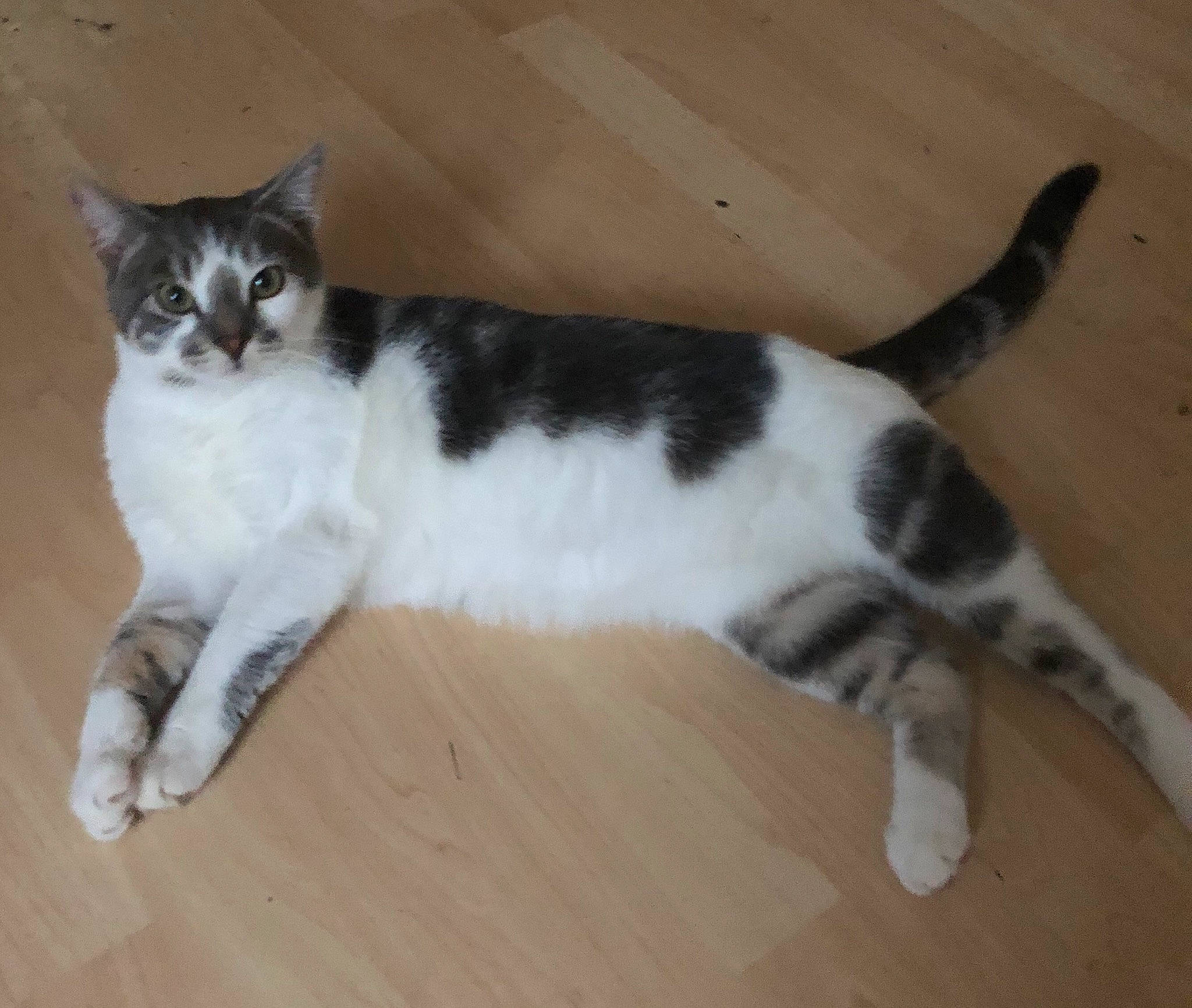 Moustache participe au concours pour gagner de l'argent avec cette photo : balance, carnivore, cat, comfort, domestic_short_haired_cat, felidae, floor, flooring, foot, fur, hardwood, laminate_flooring, paw, sitting, small_to_medium_sized_cats, tail, varnish, whiskers, wood, wood_flooring