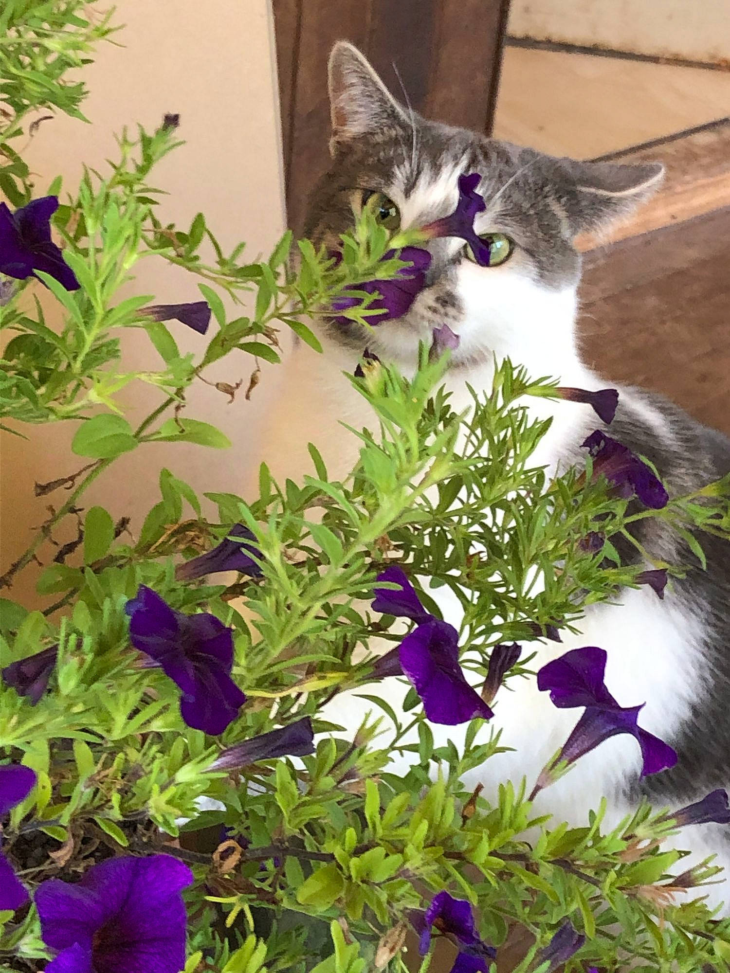 Moustache a rejoint le concours — aidez-le/la à gagner de superbes lots ! blue, botany, carnivore, cat, felidae, flower, flowering_plant, grass, green, groundcover, herbaceous_plant, petal, photograph, plant, purple, small_to_medium_sized_cats, tail, terrestrial_plant, violet, whiskers