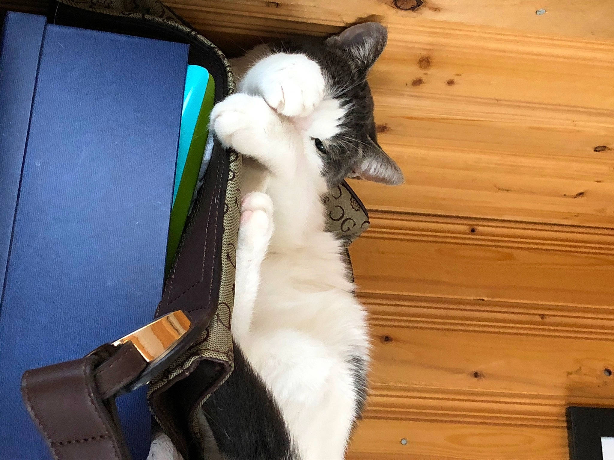 Peeps participe au concours pour gagner de l'argent avec cette photo : box, carnivore, cat, claw, collar, comfort, companion_dog, domestic_short_haired_cat, felidae, fur, gesture, hardwood, lap, paw, pet_supply, small_to_medium_sized_cats, strap, tail, whiskers, wood