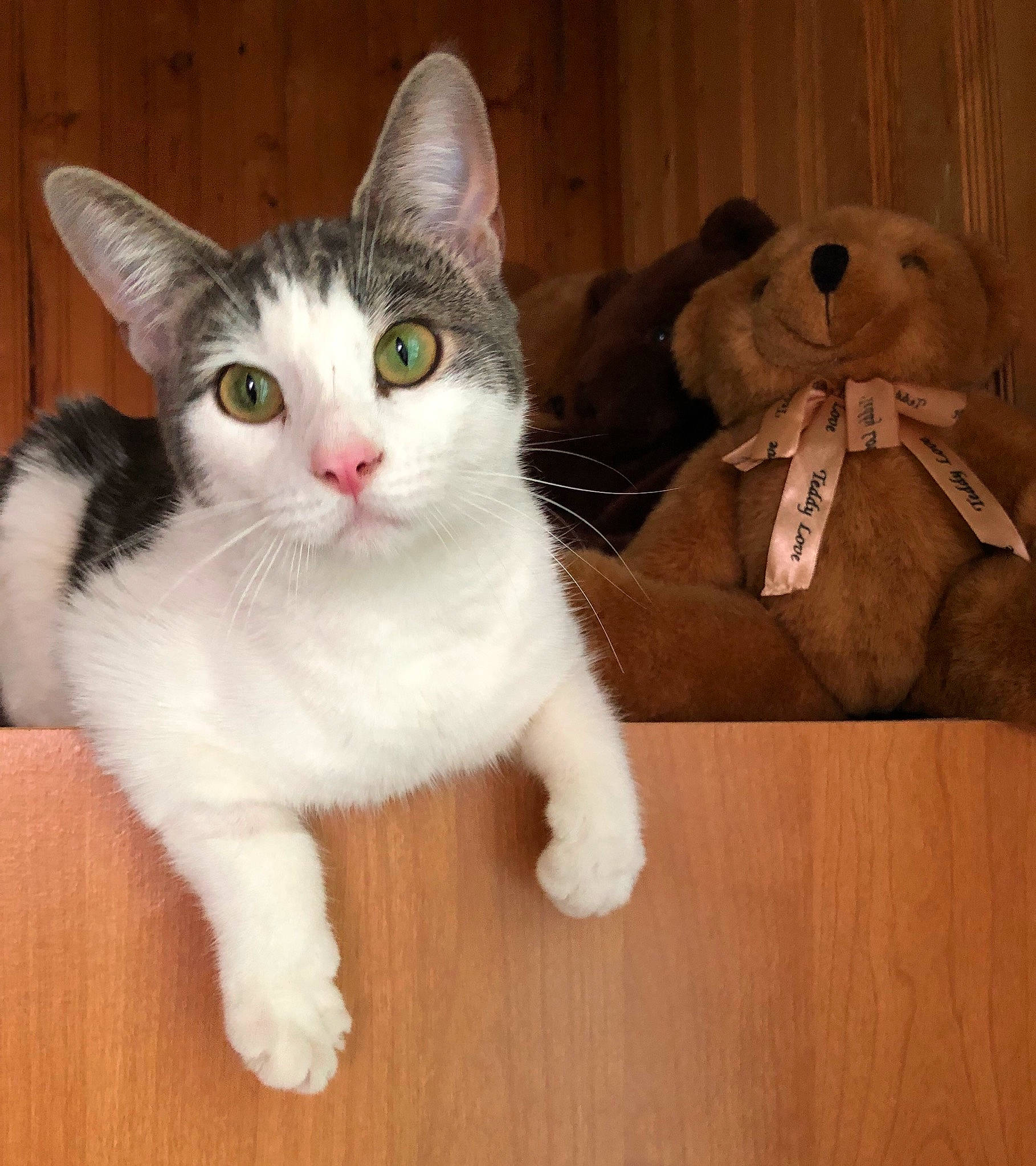 Peeps a rejoint le concours — aidez-le/la à gagner de superbes lots ! carnivore, cat, claw, comfort, domestic_short_haired_cat, felidae, flooring, foot, fur, hardwood, mammal, paw, photo_caption, sitting, small_to_medium_sized_cats, snout, tail, whiskers, wood