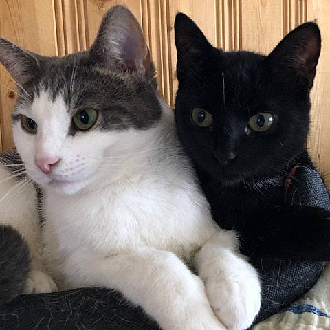 Peeps a rejoint le concours — aidez-le/la à gagner de superbes lots ! carnivore, cat, cat_furniture, claw, comfort, domestic_short_haired_cat, felidae, fur, iris, mammal, paw, sitting, small_to_medium_sized_cats, snout, tail, vertebrate, whiskers, window