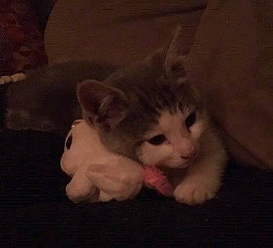 Peeps participe au concours pour gagner de l'argent avec cette photo : carnivore, cat, claw, comfort, darkness, domestic_short_haired_cat, eye, felidae, fur, night, paw, photo_caption, small_to_medium_sized_cats, snout, tail, whiskers