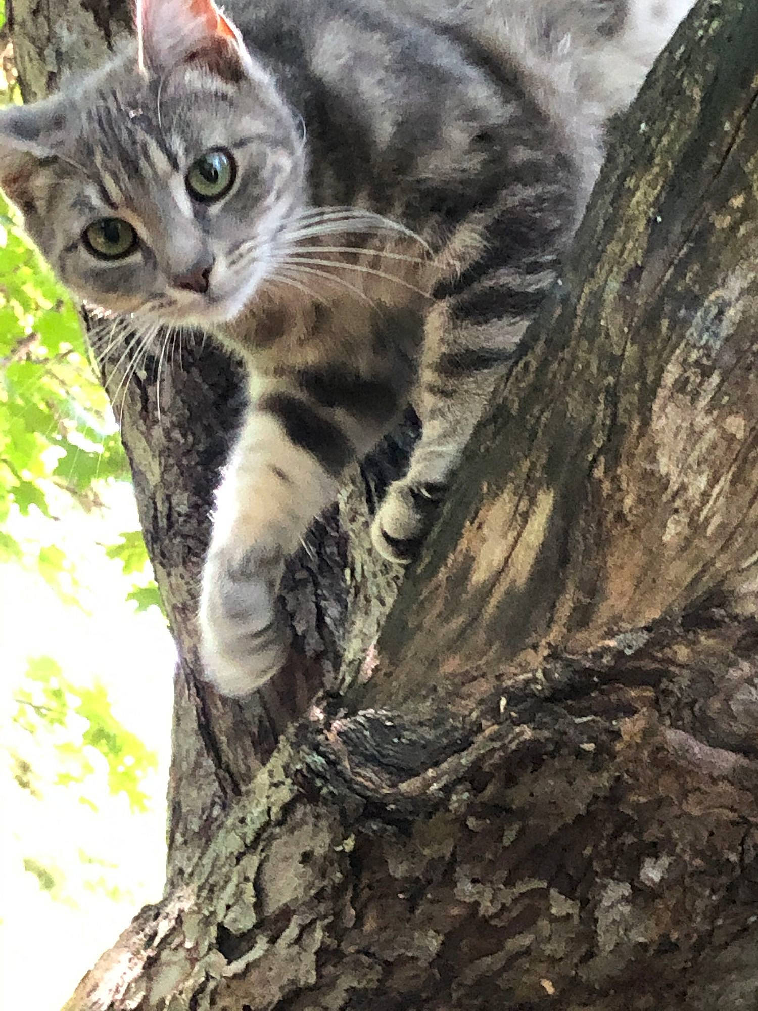 Kitty Vitty is registered to the contest to win money with this photo: branch, carnivore, cat, domestic_short_haired_cat, felidae, fur, nature, organism, plant, small_to_medium_sized_cats, snout, tail, terrestrial_animal, tree, trunk, whiskers, wilderness, wildlife, wood, woody_plant