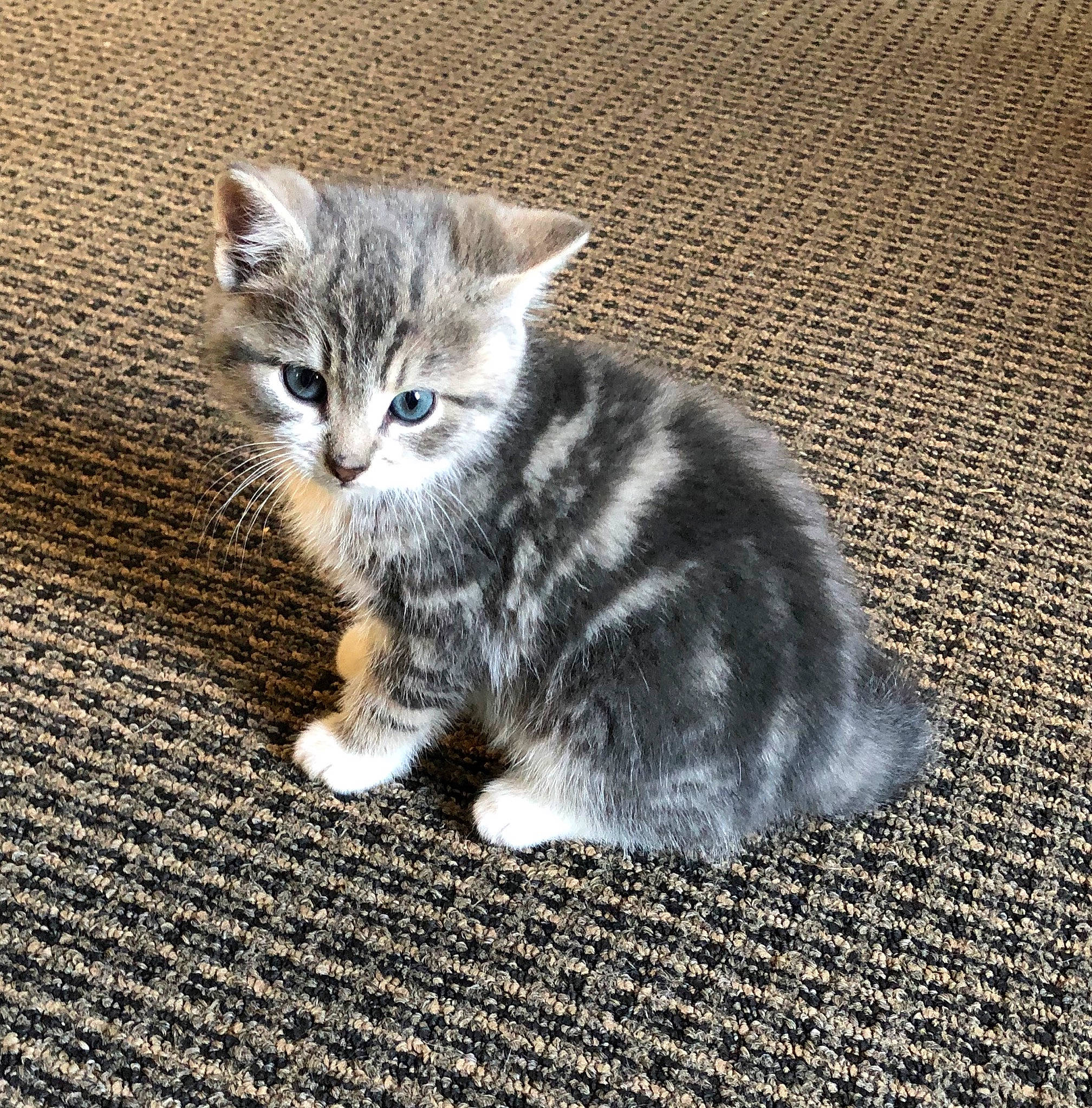 Kitty Vitty joined the competition — help win amazing prizes! carnivore, cat, claw, curious, domestic_short_haired_cat, felidae, fur, grey, paw, road_surface, sitting, small_to_medium_sized_cats, snout, tail, whiskers, window