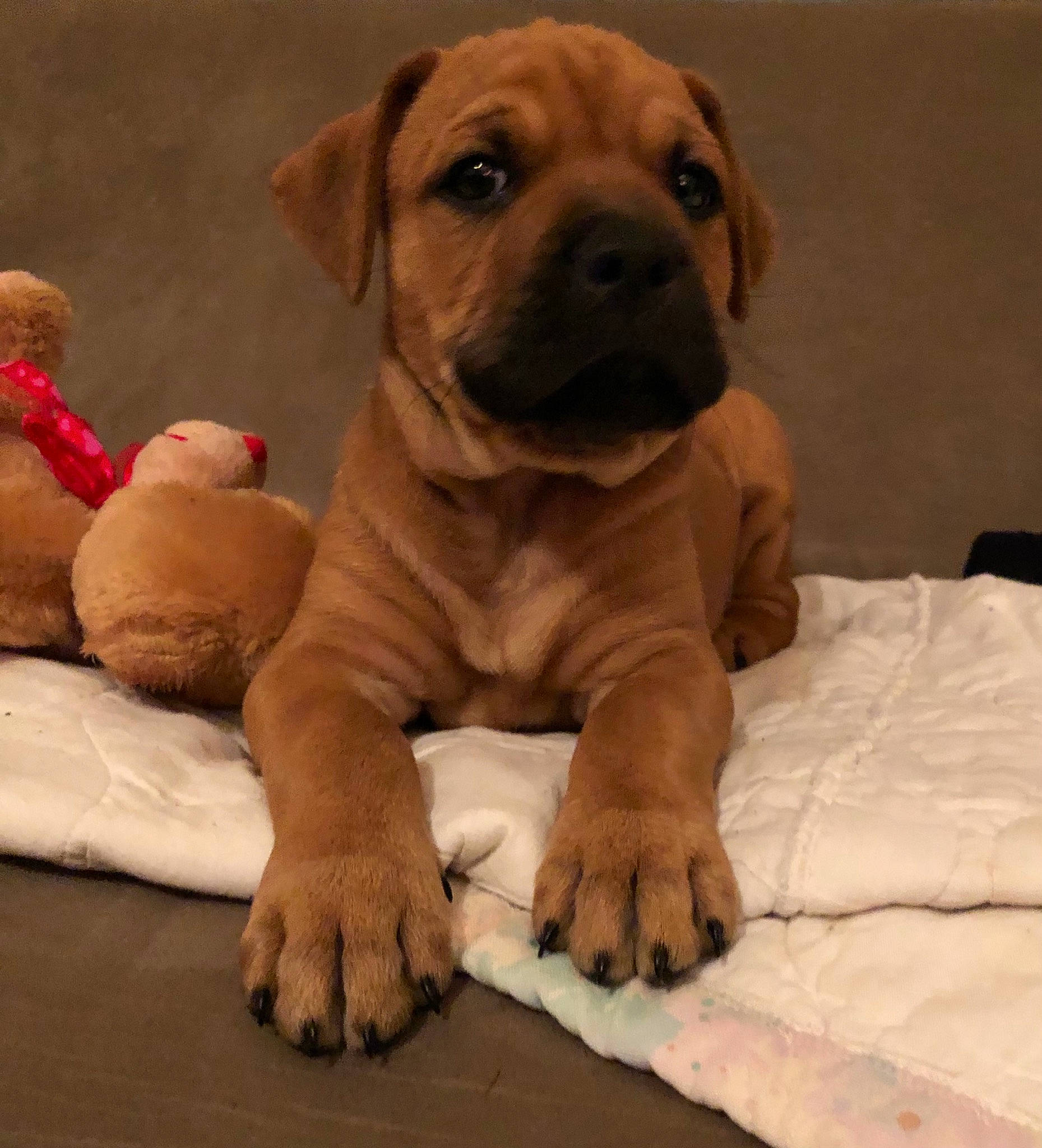 Sir Luke joined the competition — help win amazing prizes! ancient_dog_breeds, carnivore, comfort, companion_dog, dog, dog_breed, dog_supply, fawn, fur, guard_dog, liver, ori_pei, paw, shar_pei, teddy_bear, terrestrial_animal, whiskers, wood, working_animal, wrinkle