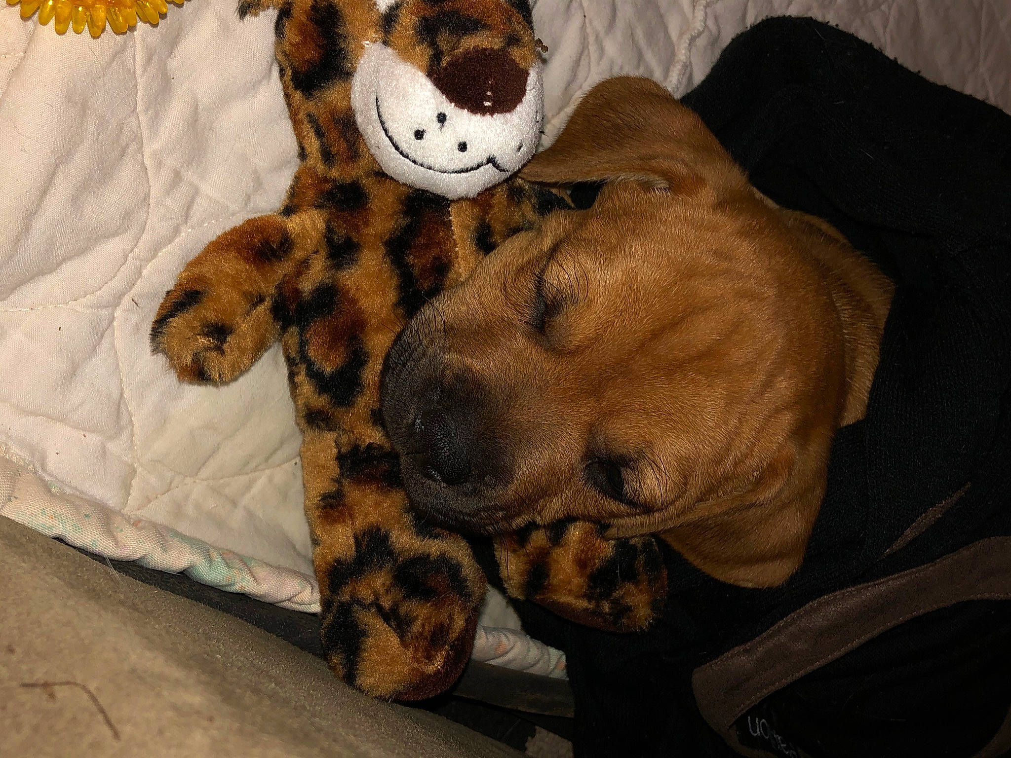 Sir Luke joined the competition — help win amazing prizes! bed, big_cats, carnivore, comfort, companion_dog, dog_breed, eye, fawn, felidae, giraffidae, head, linens, mammal, small_to_medium_sized_cats, snout, stuffed_toy, terrestrial_animal, textile, toy, whiskers
