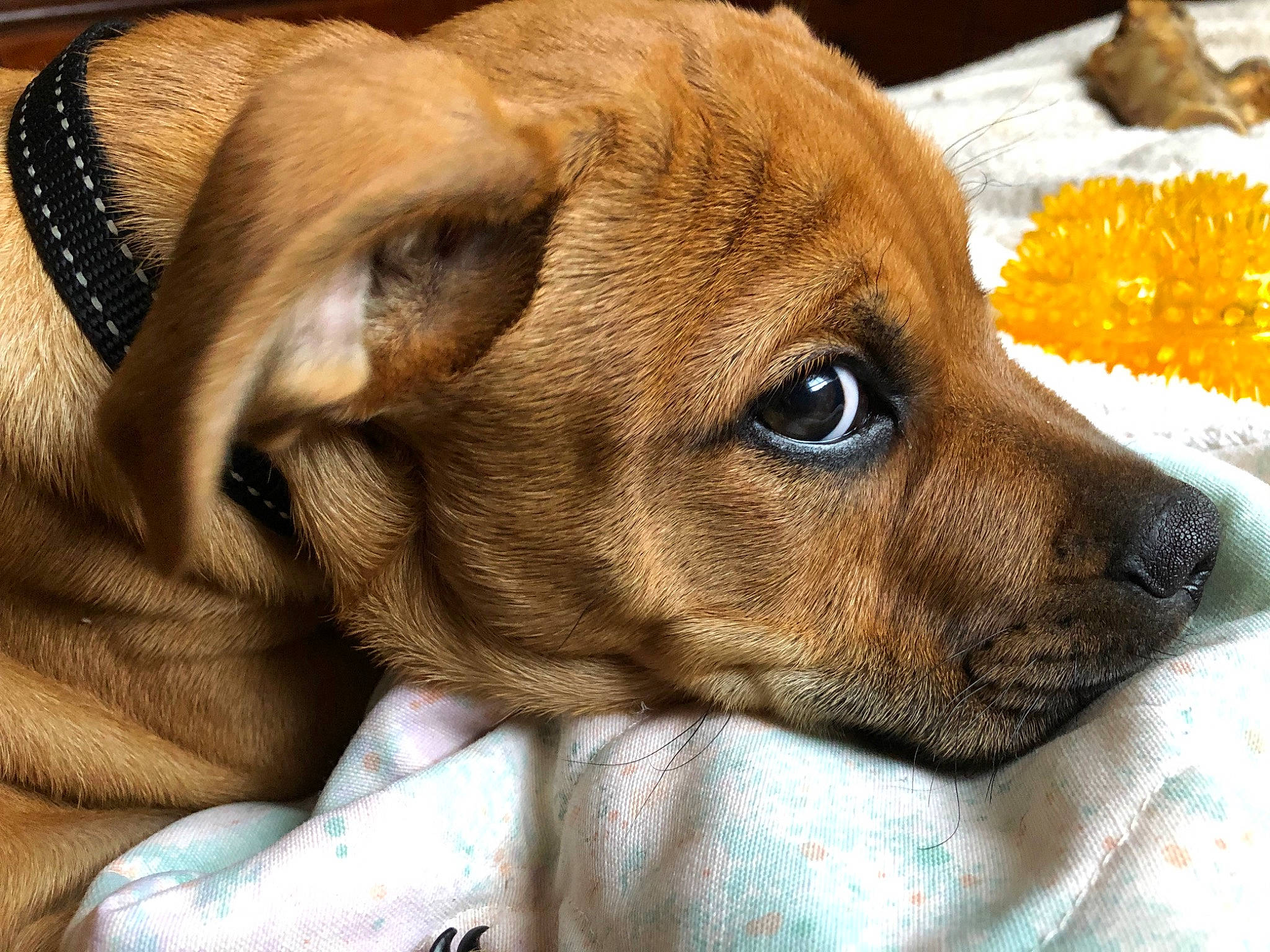 Sir Luke joined the competition — help win amazing prizes! canidae, carnivore, chihuahua, close_up, comfort, companion_dog, dog, dog_breed, ear, fawn, fur, liver, paw, russkiy_toy, snout, sporting_group, toy_dog, whiskers, working_animal