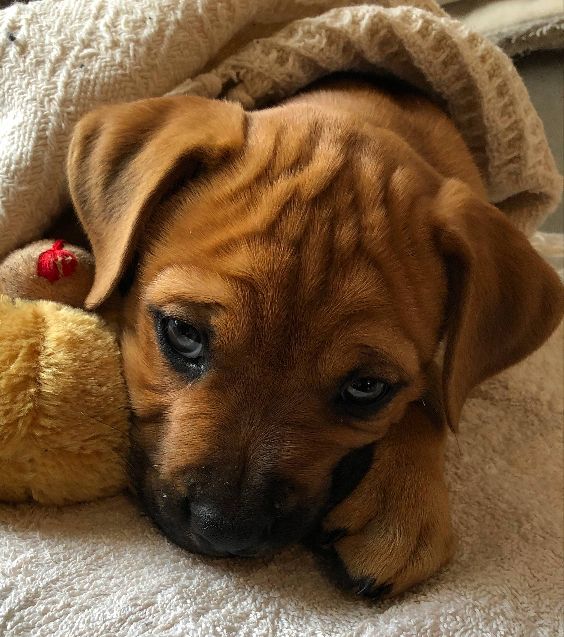 Sir Luke a rejoint le concours — aidez-le/la à gagner de superbes lots ! canidae, carnivore, comfort, companion_dog, couch, dog, dog_breed, fawn, fur, liver, paw, puppy_love, snout, sporting_group, terrestrial_animal, toy_dog, whiskers, wood, working_animal, wrinkle