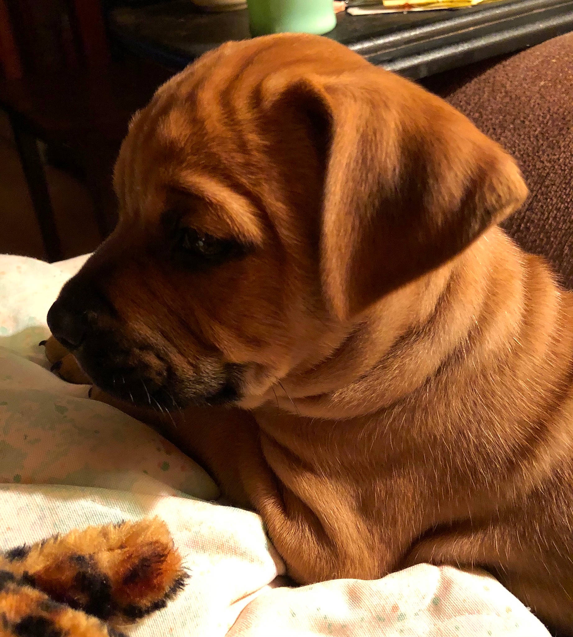 Sir Luke participe au concours pour gagner de l'argent avec cette photo : canidae, carnivore, chair, collar, comfort, companion_dog, dog, dog_breed, dog_collar, dog_supply, fawn, fur, hardwood, pet_supply, snout, sporting_group, whiskers, wood, working_animal, wrinkle