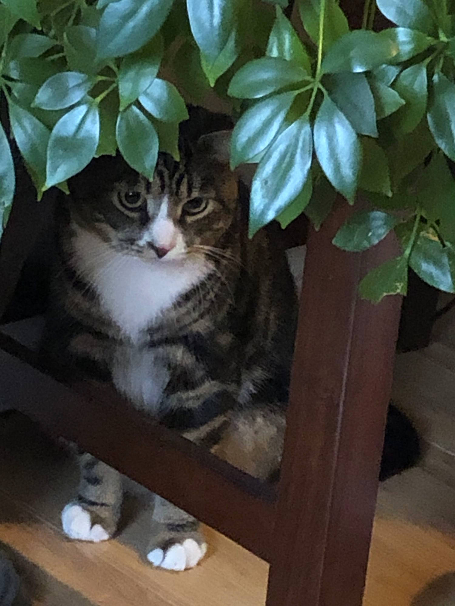 Tiger Stripes participe au concours pour gagner de l'argent avec cette photo : bench, carnivore, cat, domestic_short_haired_cat, felidae, flowerpot, fur, hardwood, herb, houseplant, plant, porch, sitting, small_to_medium_sized_cats, tail, terrestrial_animal, terrestrial_plant, tree, whiskers, wood