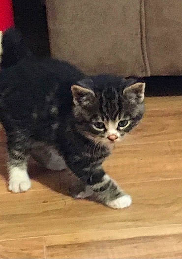 Tiger Stripes a rejoint le concours — aidez-le/la à gagner de superbes lots ! carnivore, cat, claw, domestic_short_haired_cat, eye, felidae, flooring, fur, hardwood, laminate_flooring, paw, small_to_medium_sized_cats, snout, tail, terrestrial_animal, varnish, whiskers, wood, wood_flooring, wood_stain